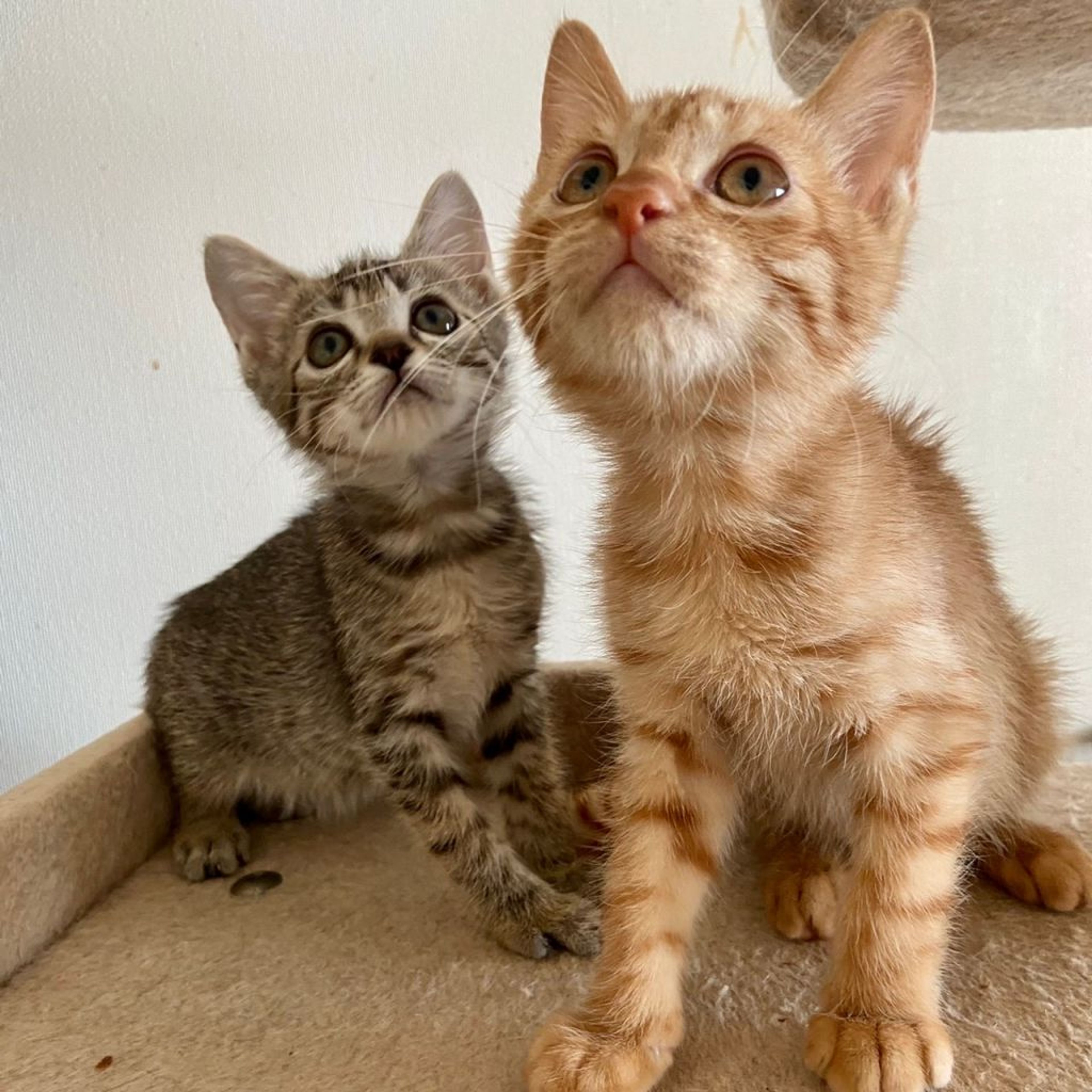 pet-image-8