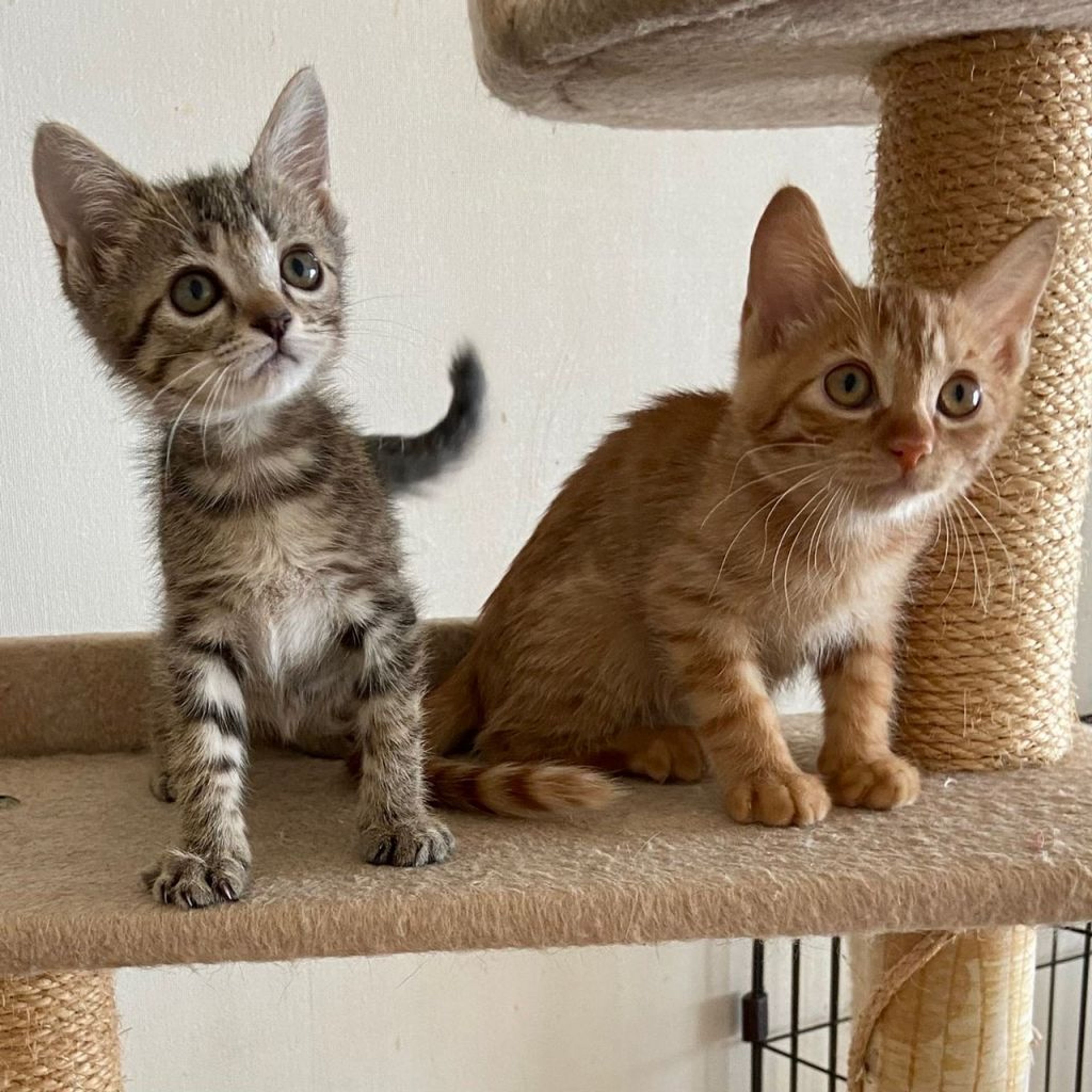 pet-image-9