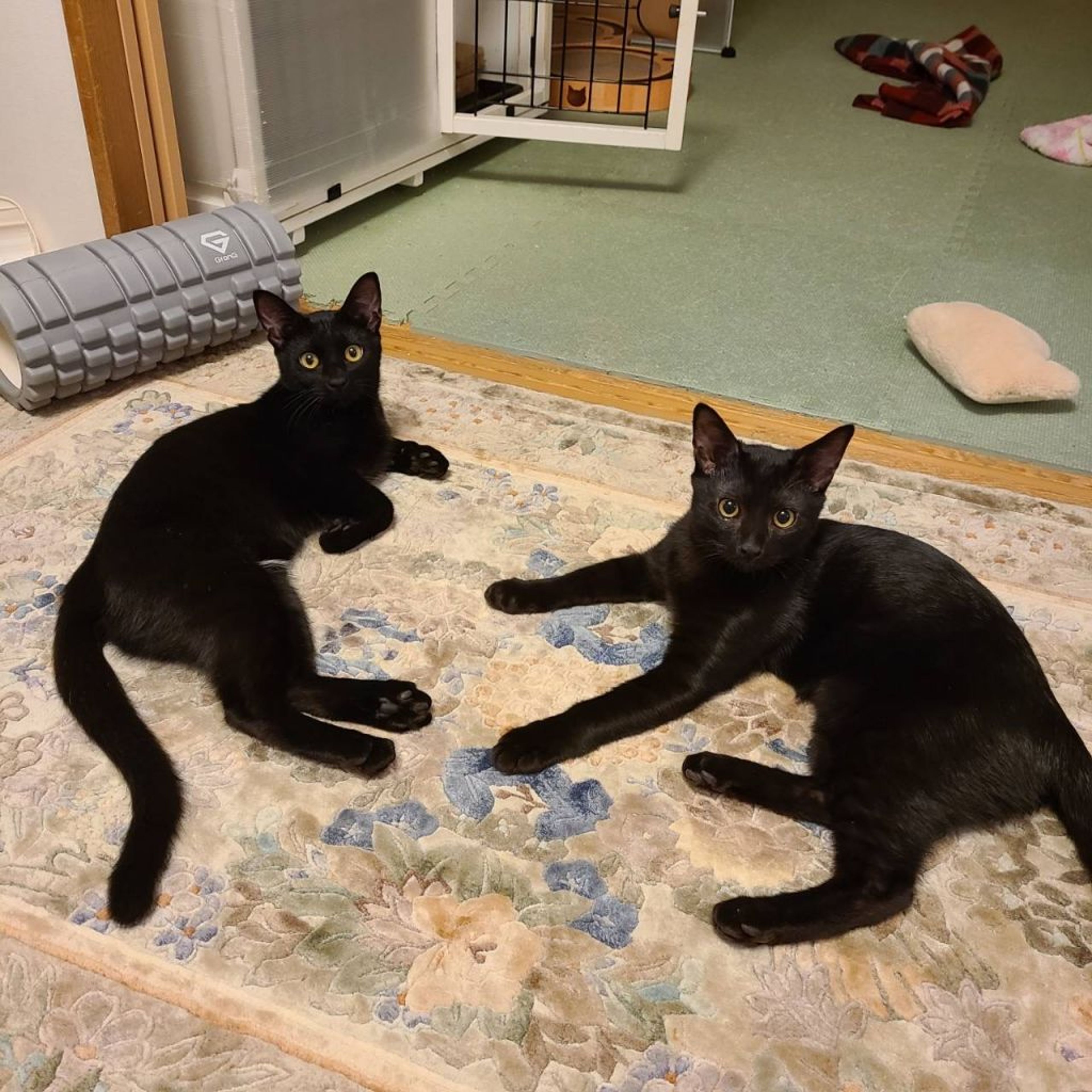 pet-image-2