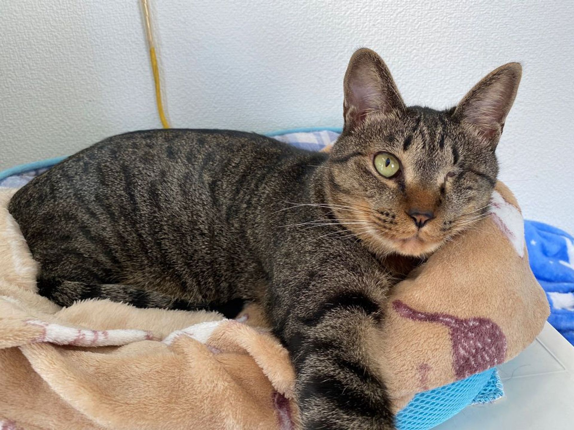 雑種（ミックス猫）・メスの里親募集の写真