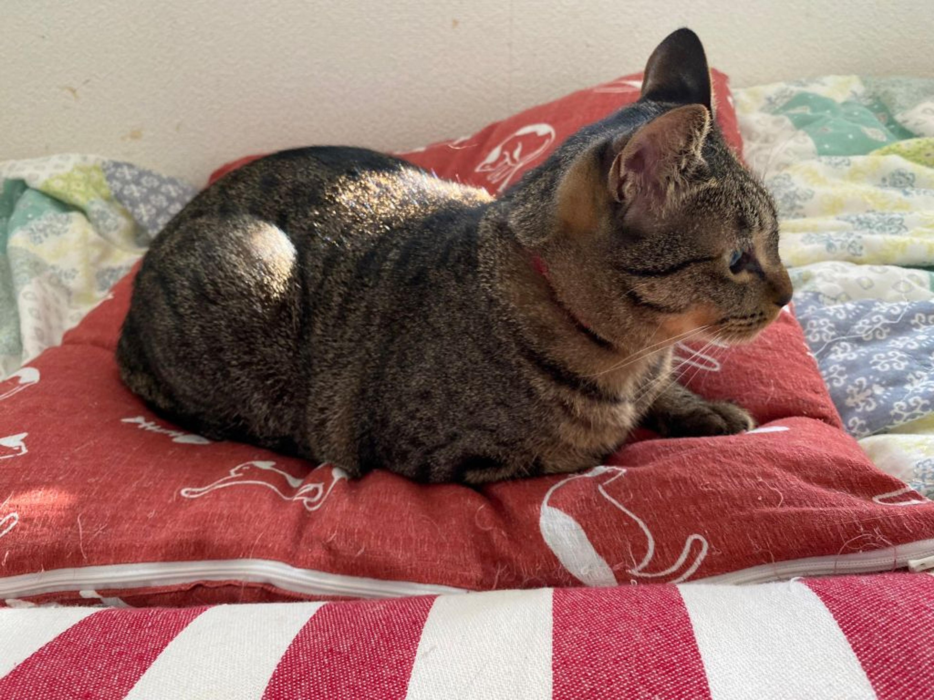 pet-image-3