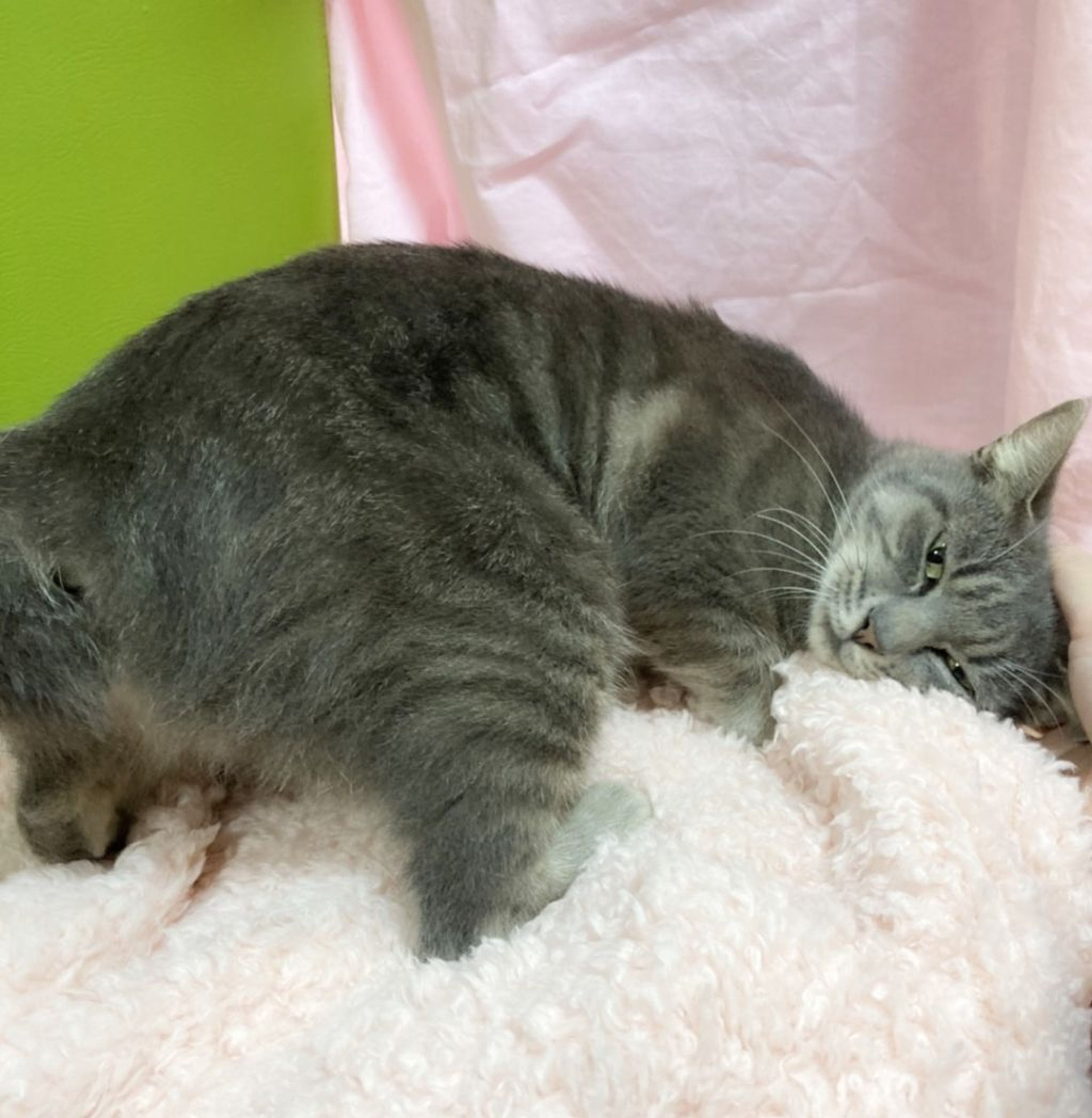 pet-image-4