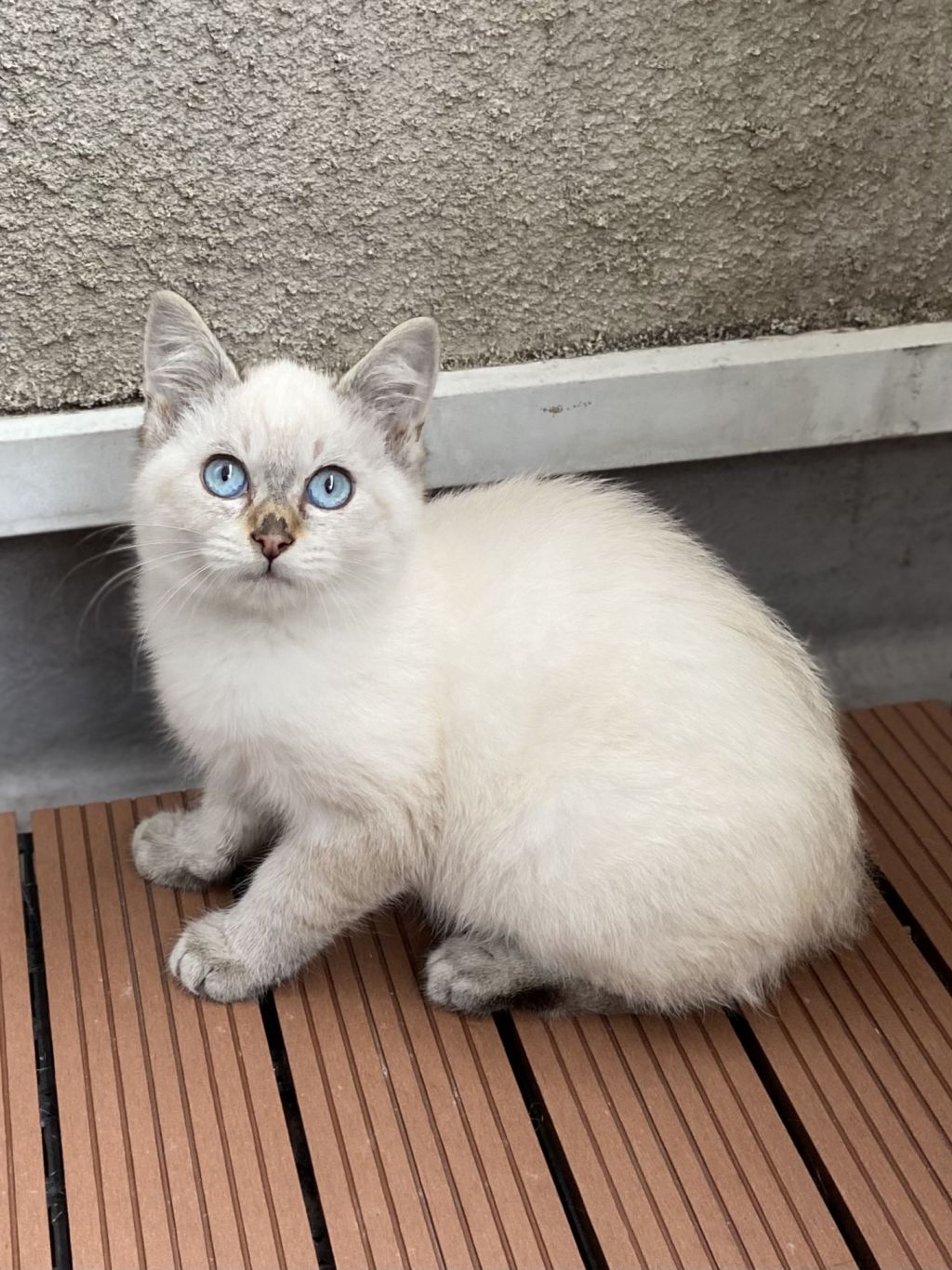 雑種（ミックス猫）・オスの里親募集の写真