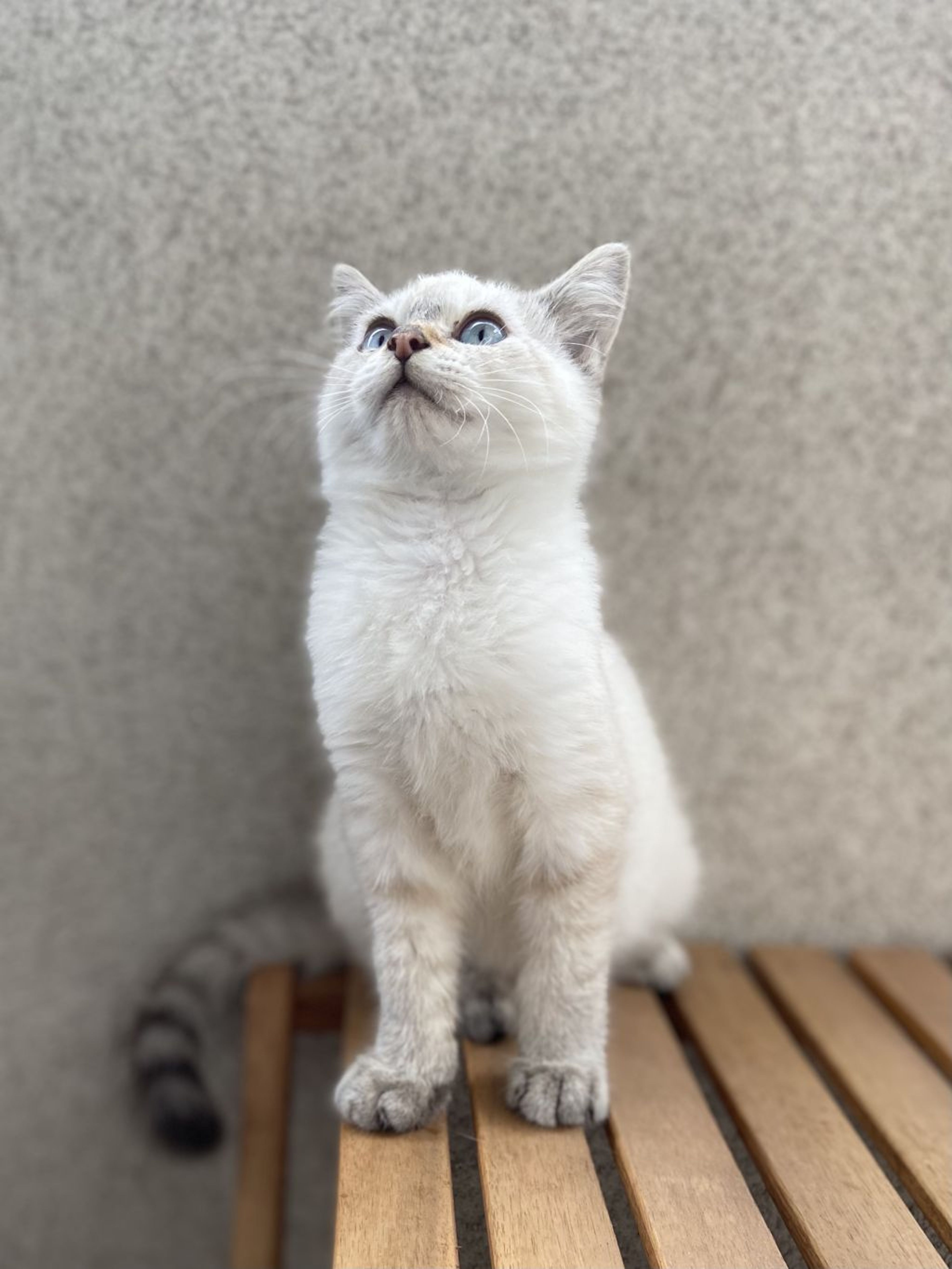 pet-image-3