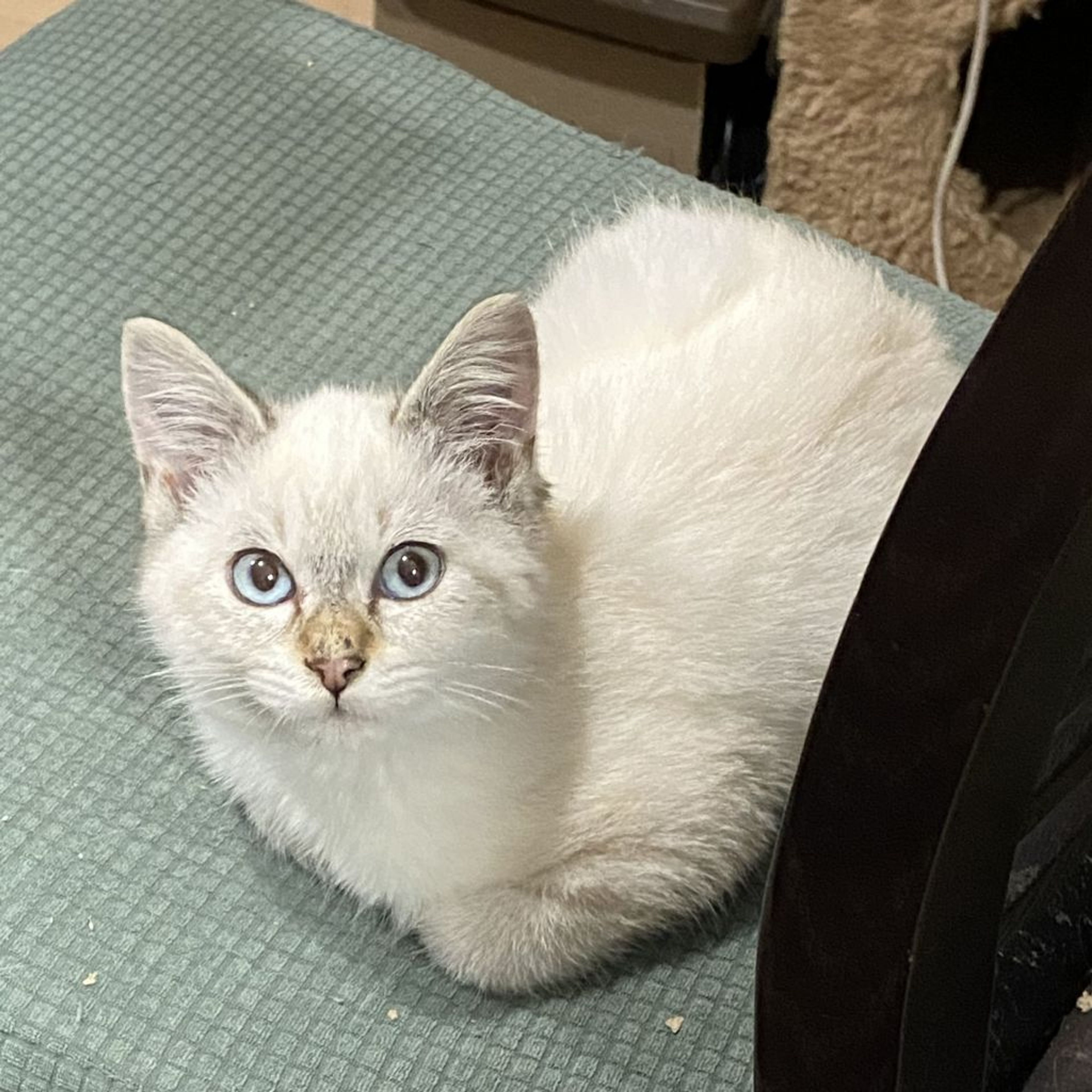 pet-image-5