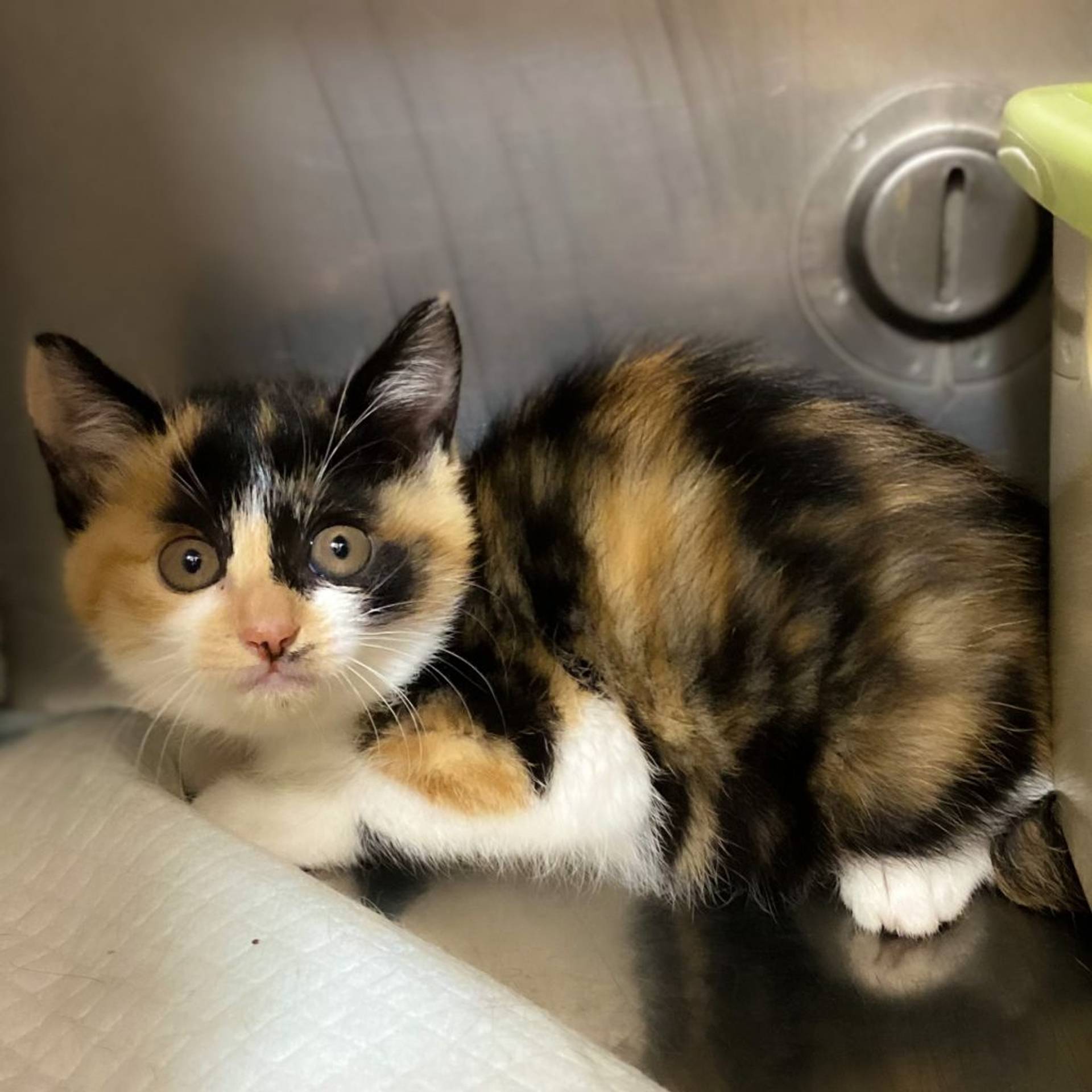 雑種（ミックス猫）・メスの里親募集の写真