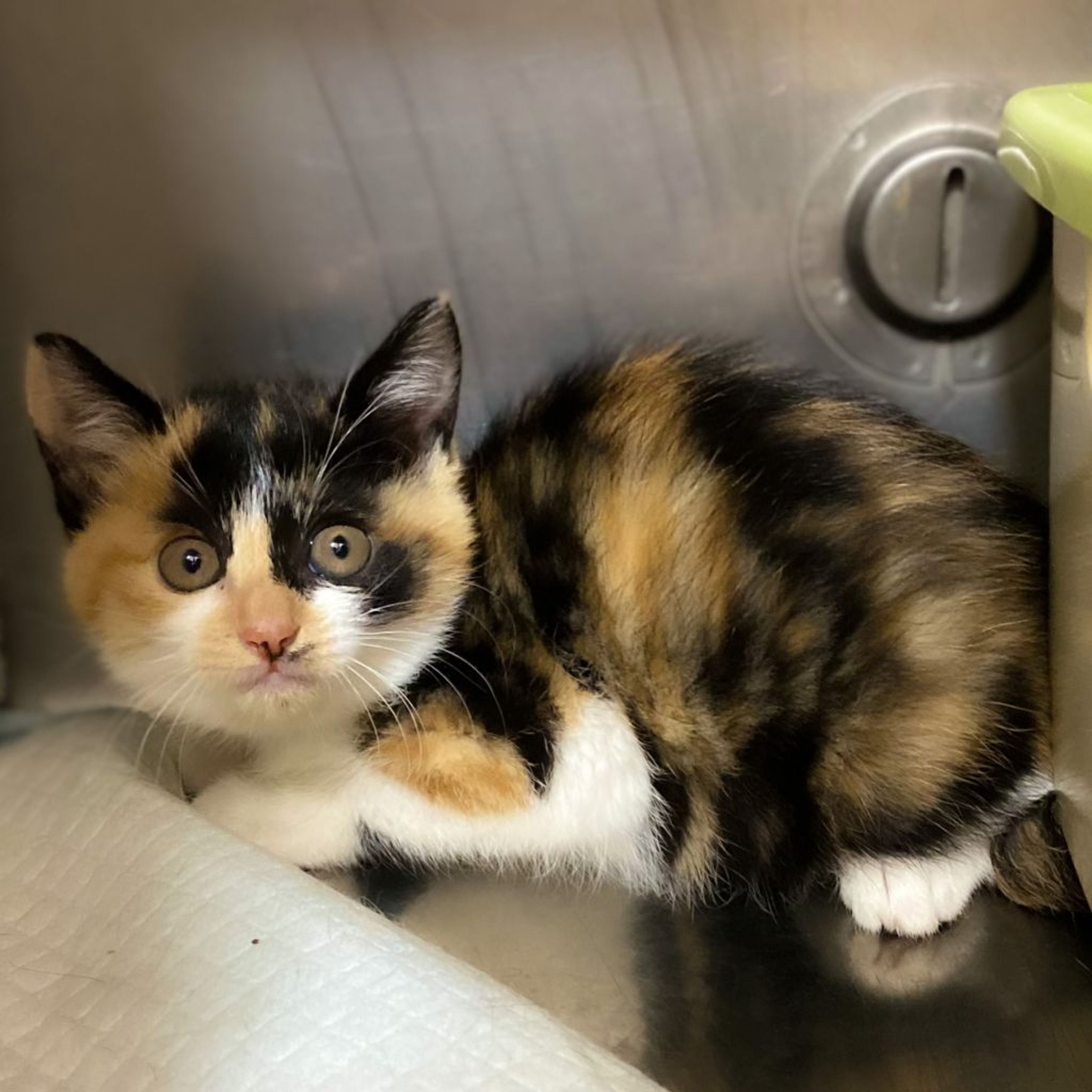 雑種（ミックス猫）・メスの里親募集の写真