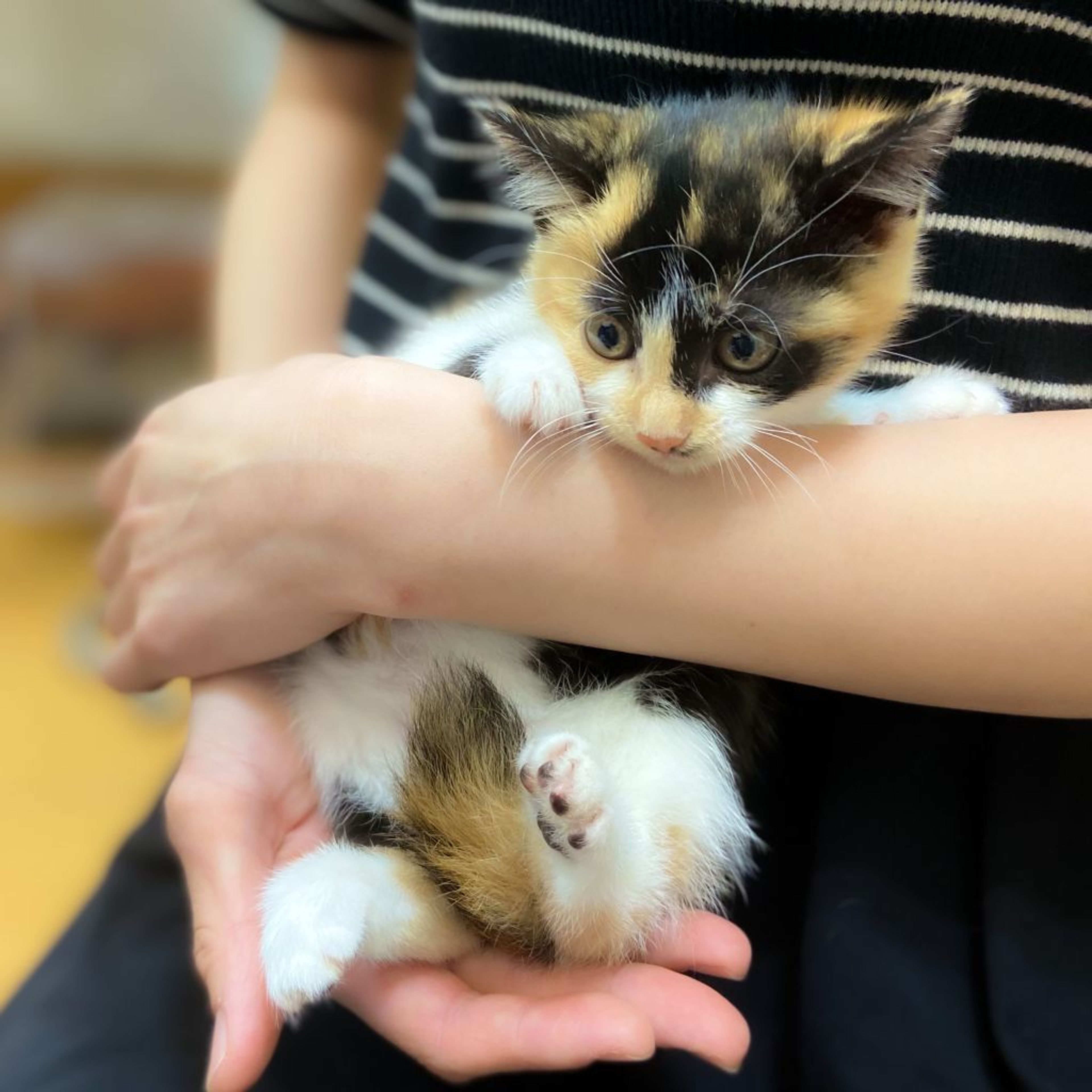 pet-image-3