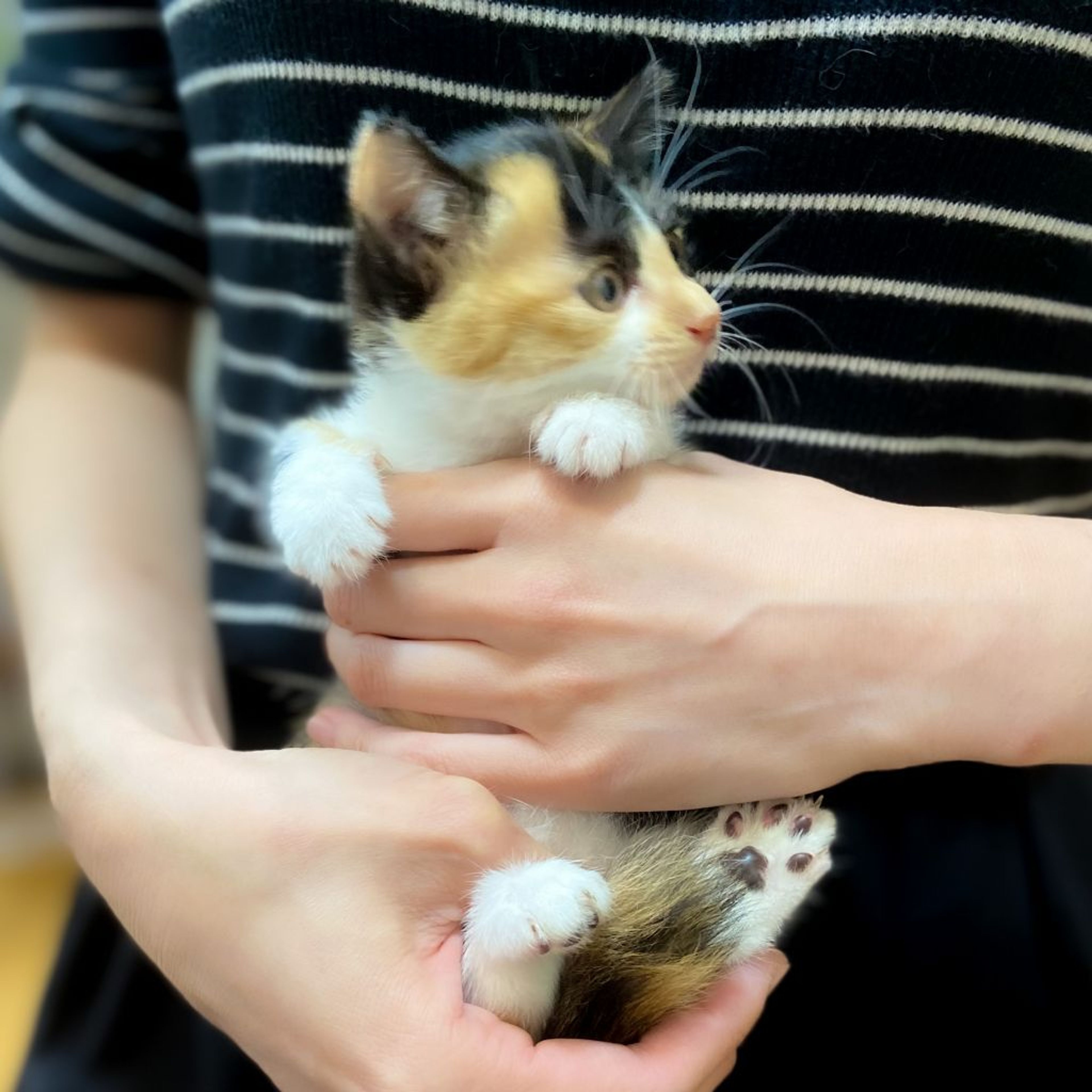 pet-image-4