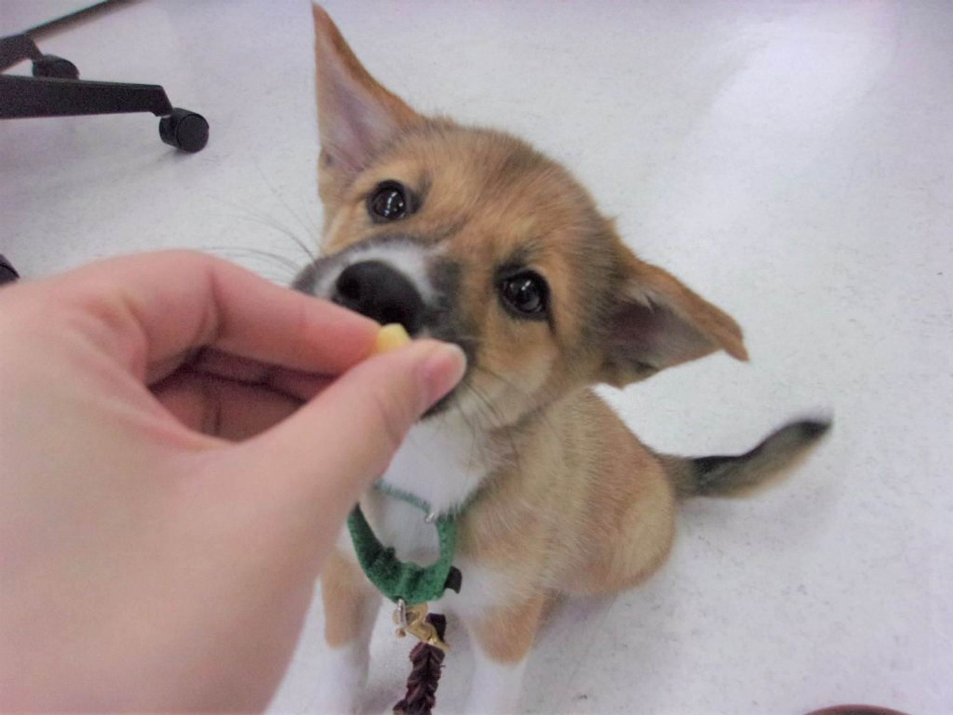 雑種（ミックス犬）・メスの里親募集の写真