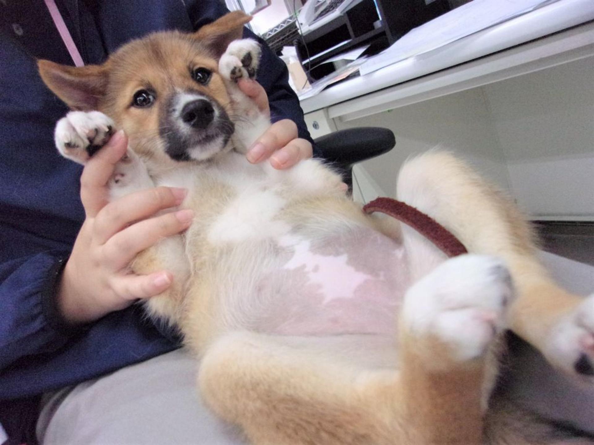 pet-image-3