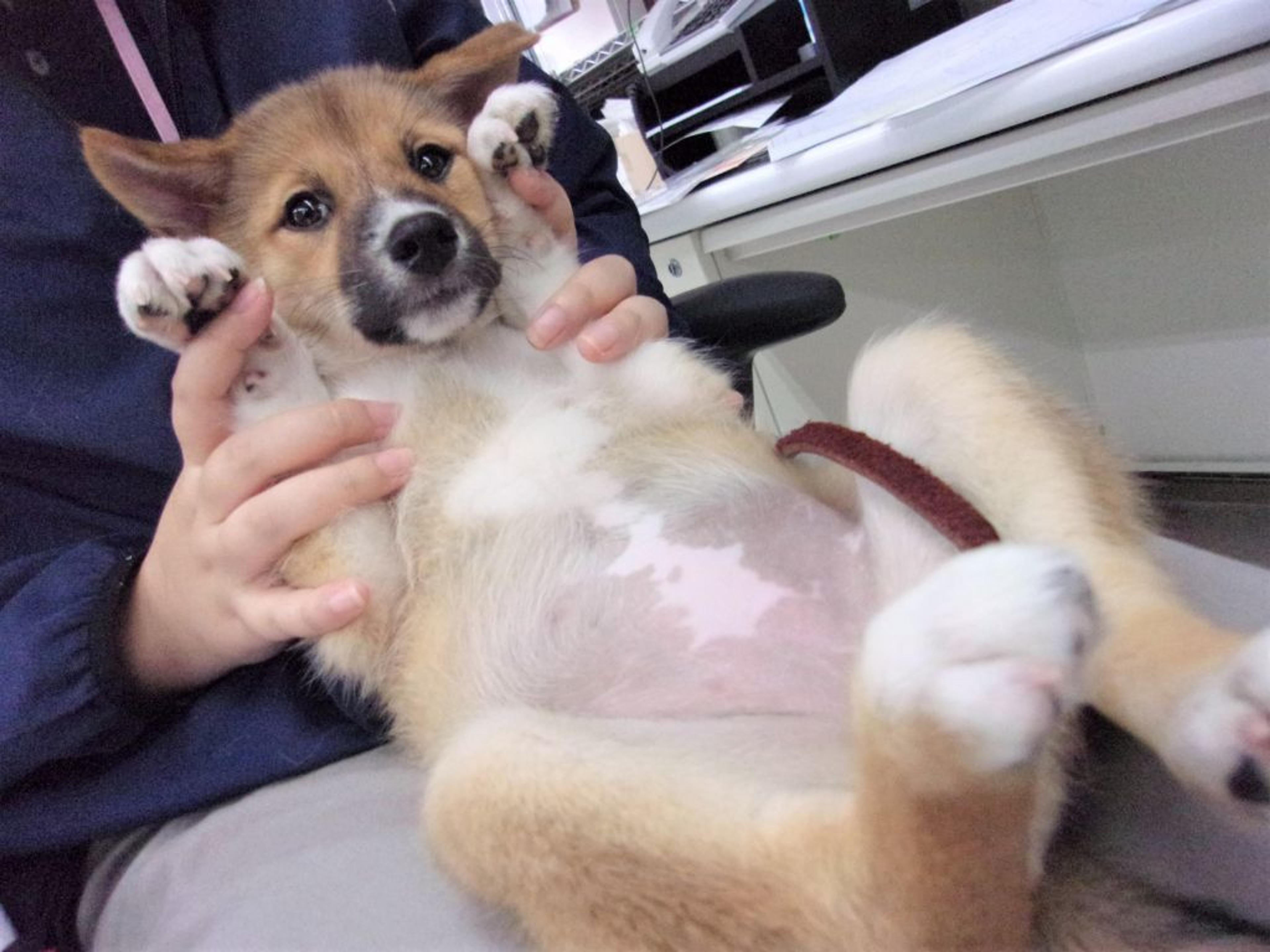 pet-image-3