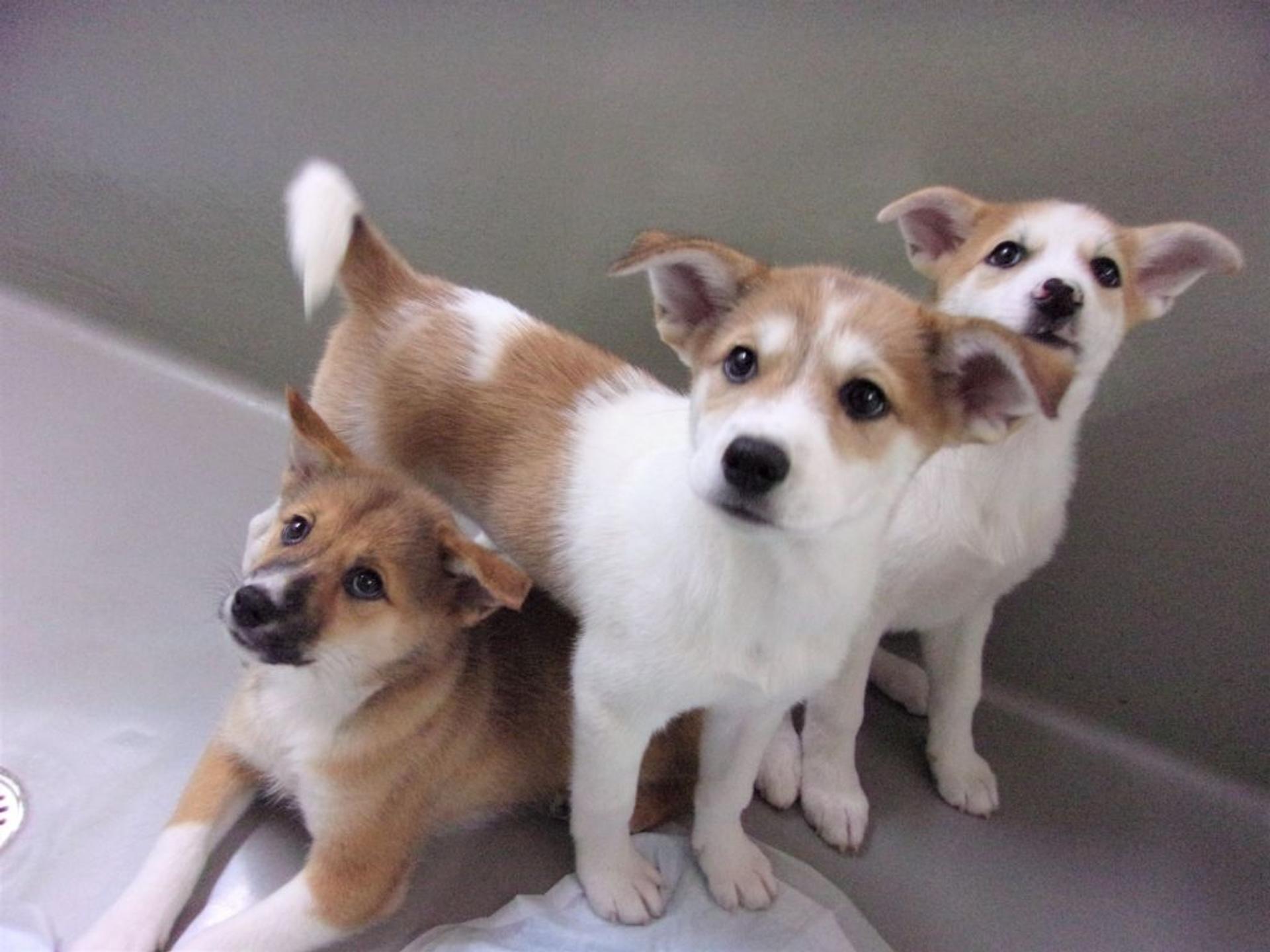 pet-image-5