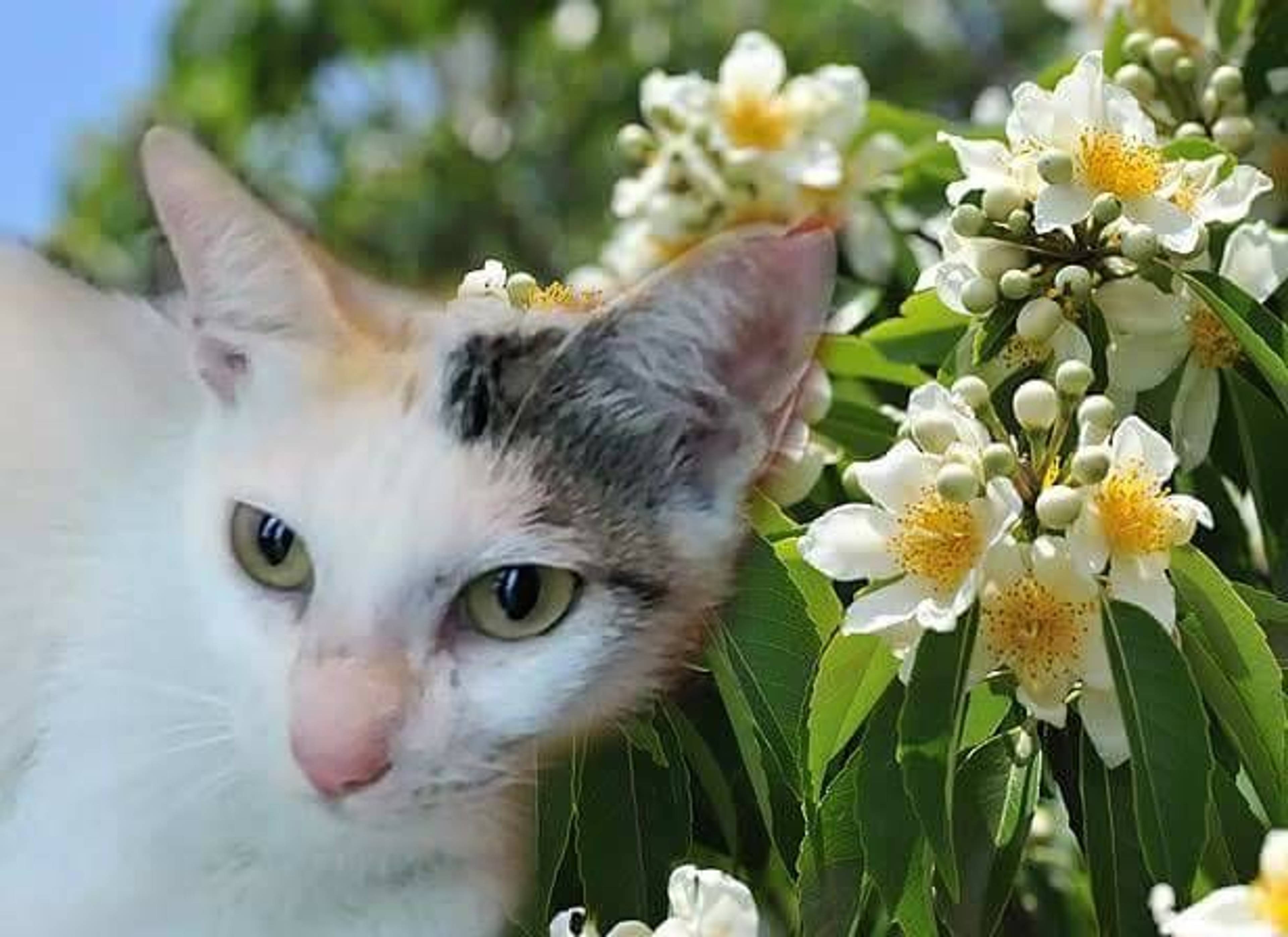 雑種（ミックス猫）・メスの里親募集の写真
