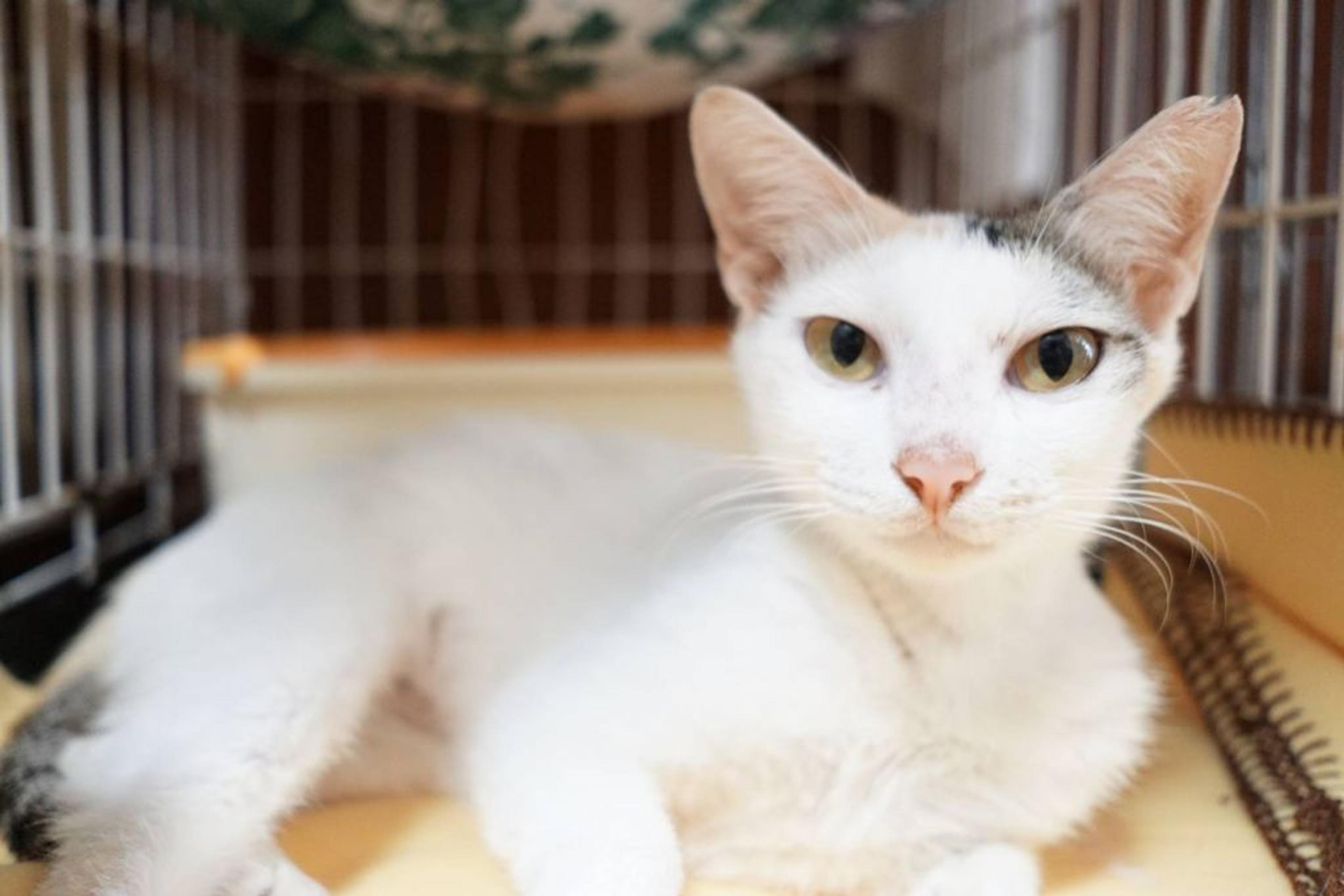 pet-image-3