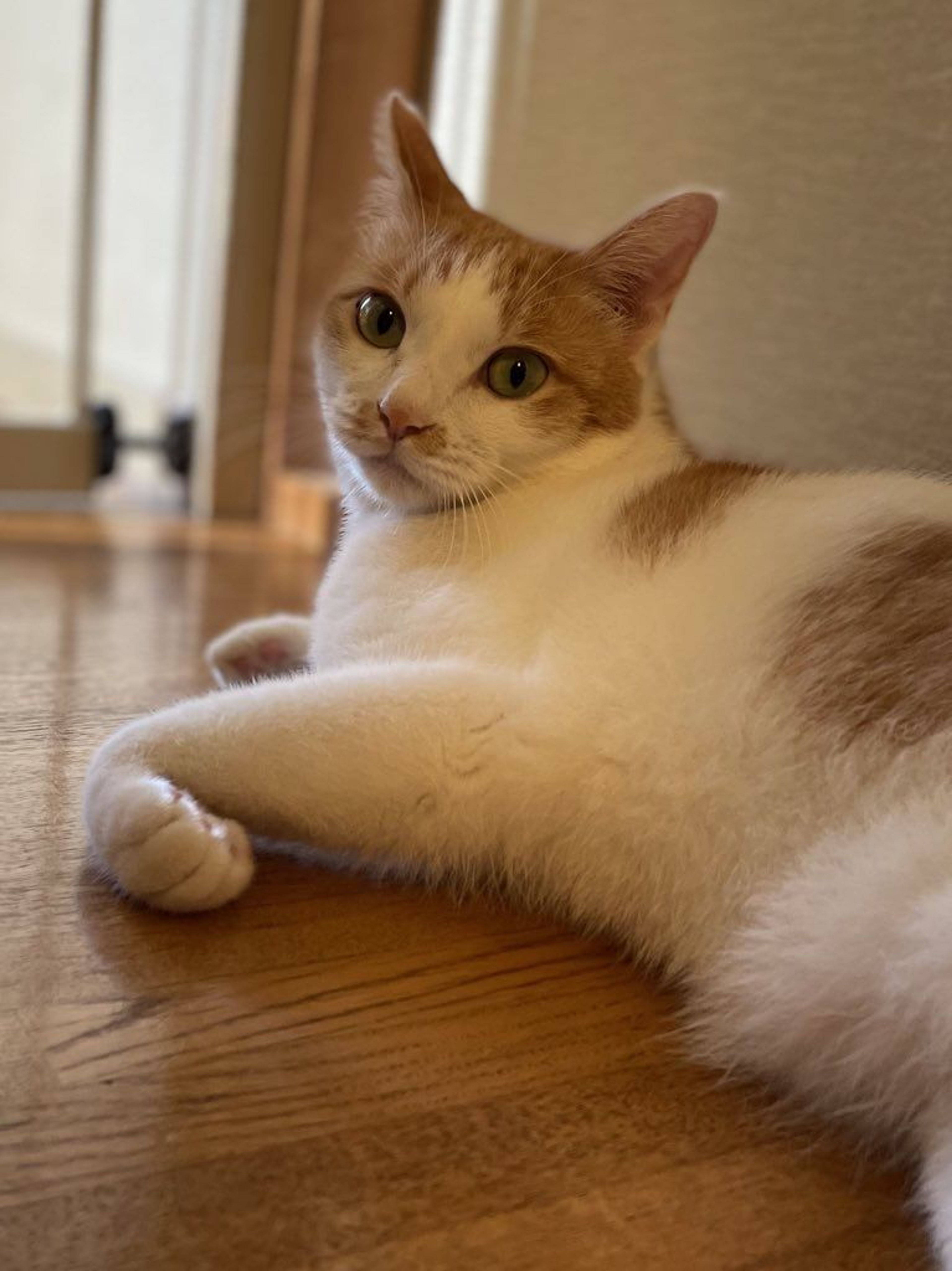 雑種（ミックス猫）・オスの里親募集の写真