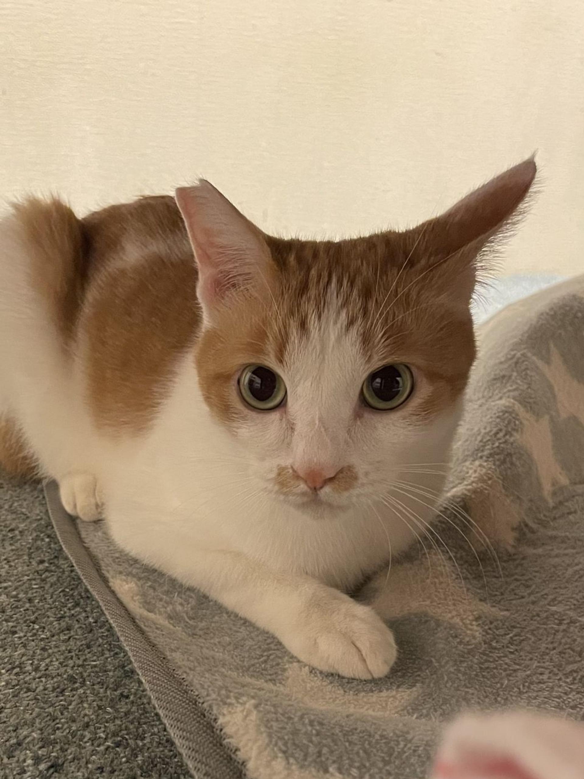 pet-image-5