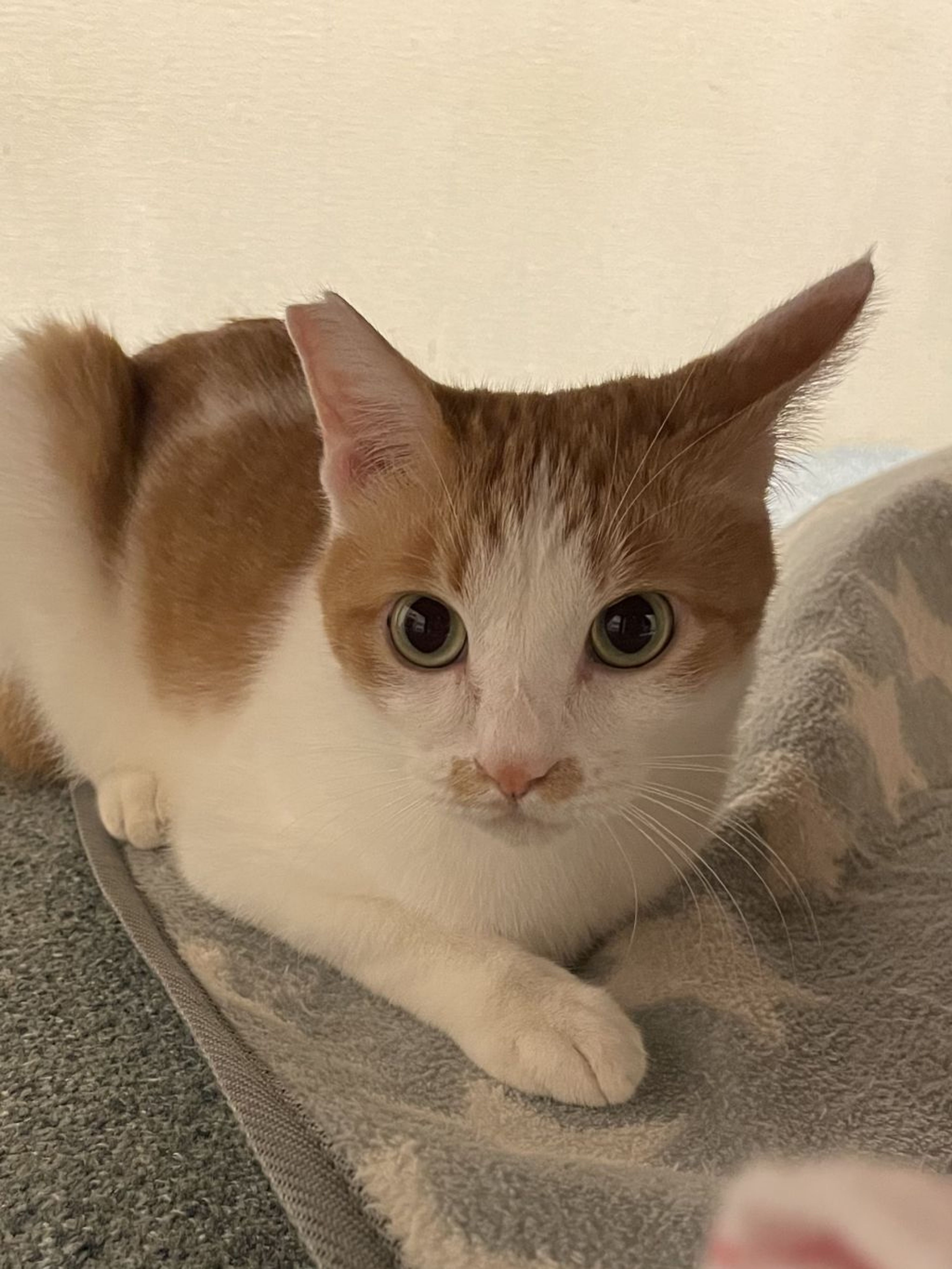 pet-image-5
