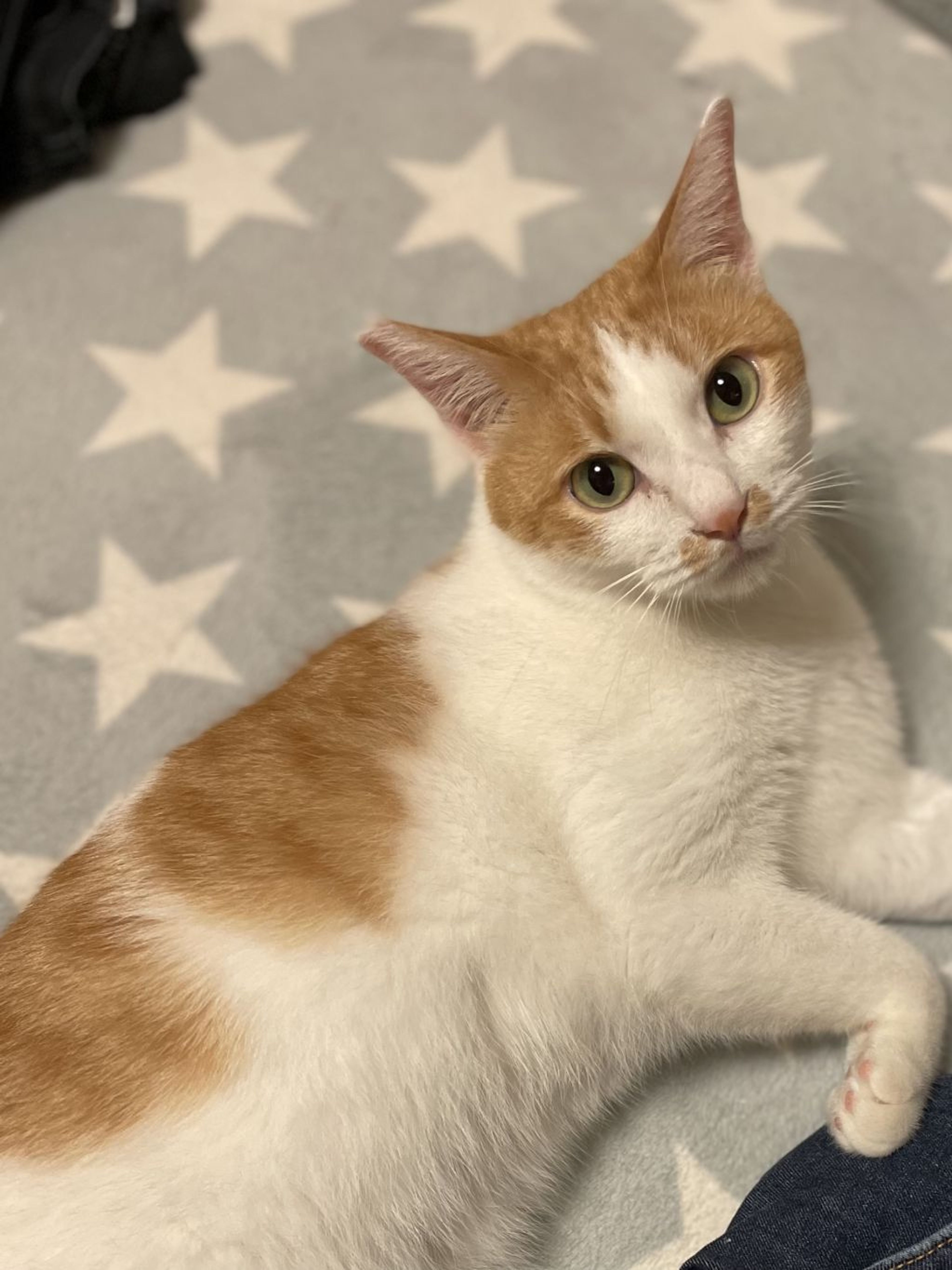 pet-image-6