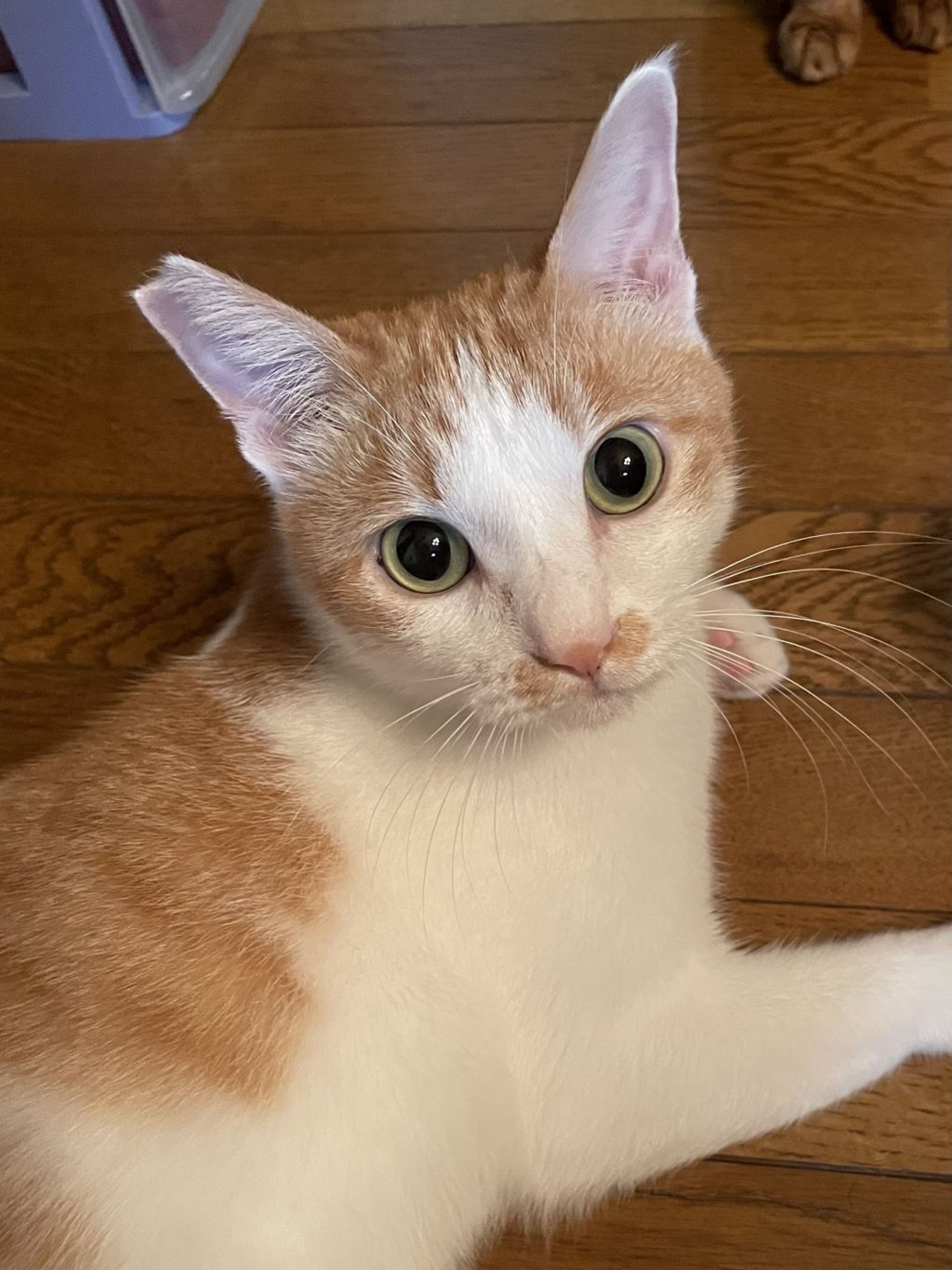 pet-image-7