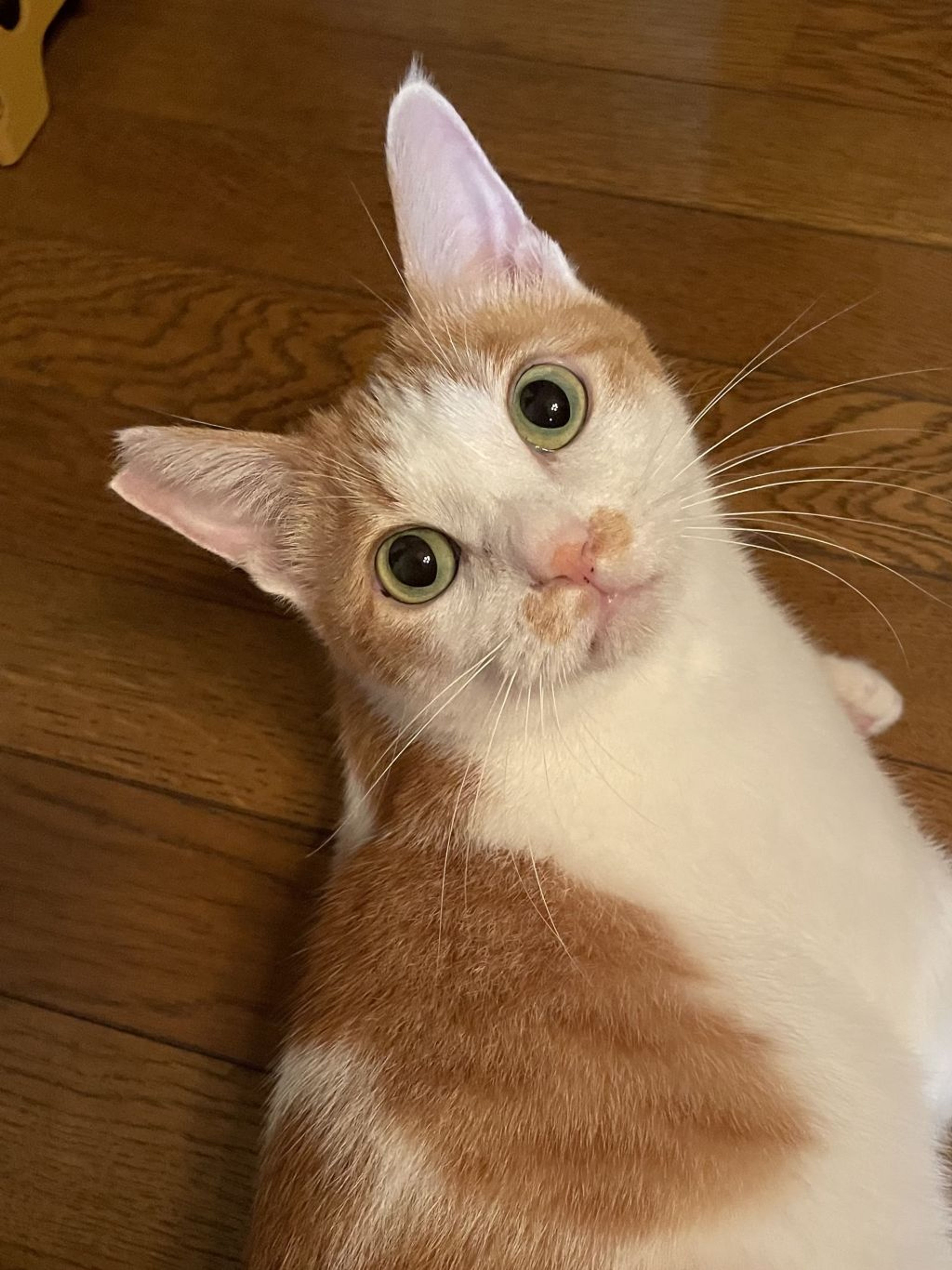 pet-image-8
