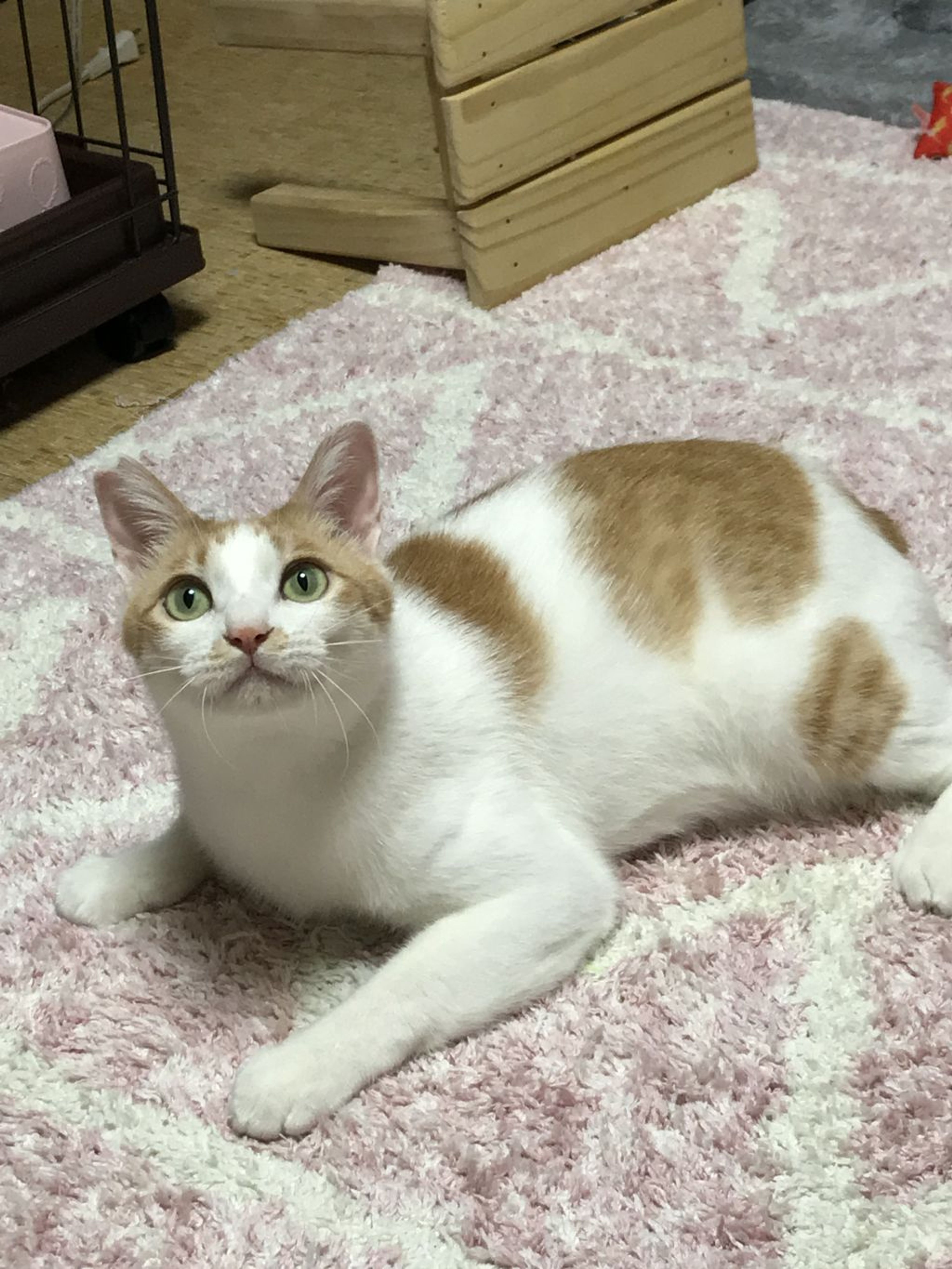 pet-image-9