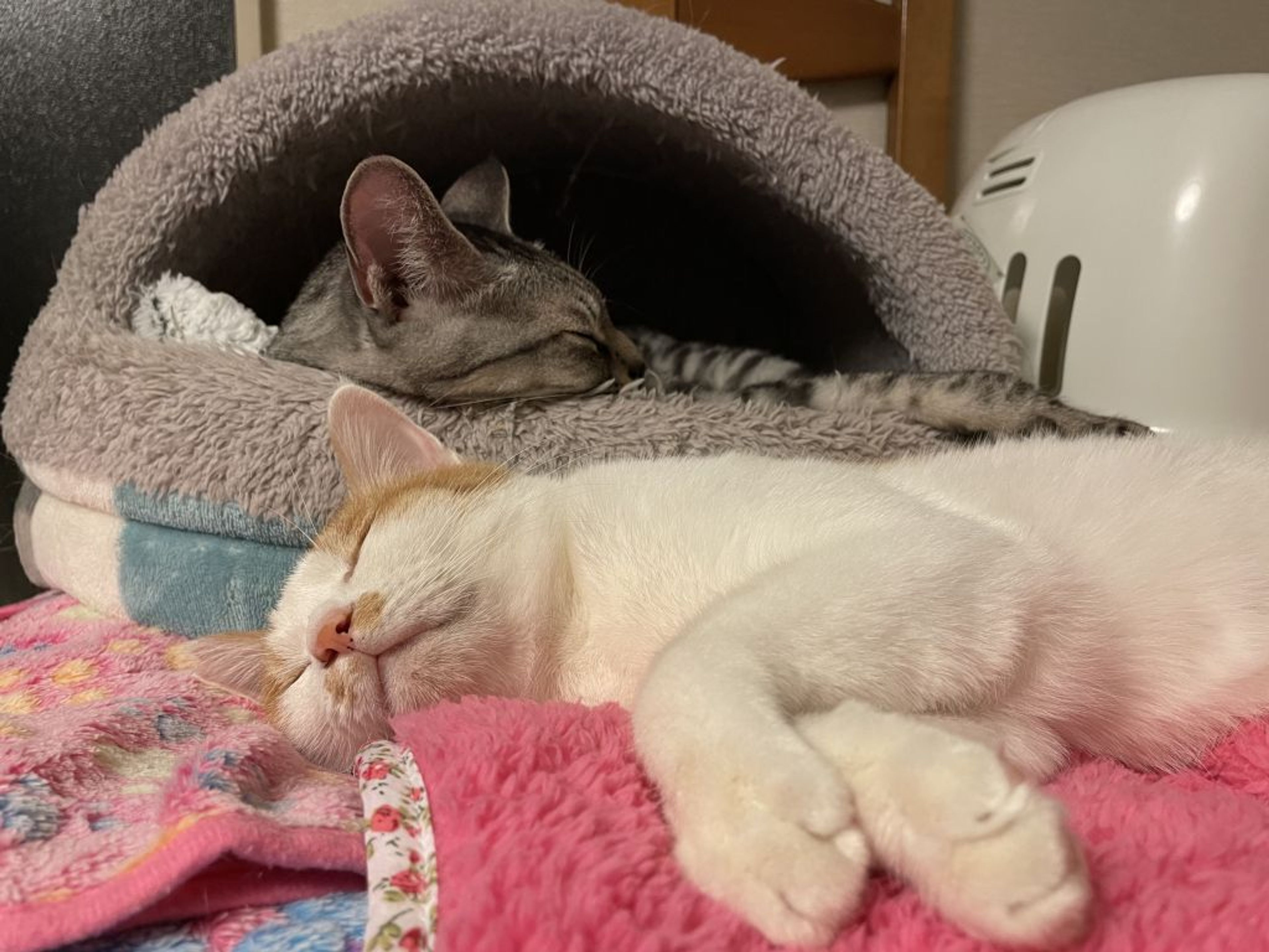 pet-image-2
