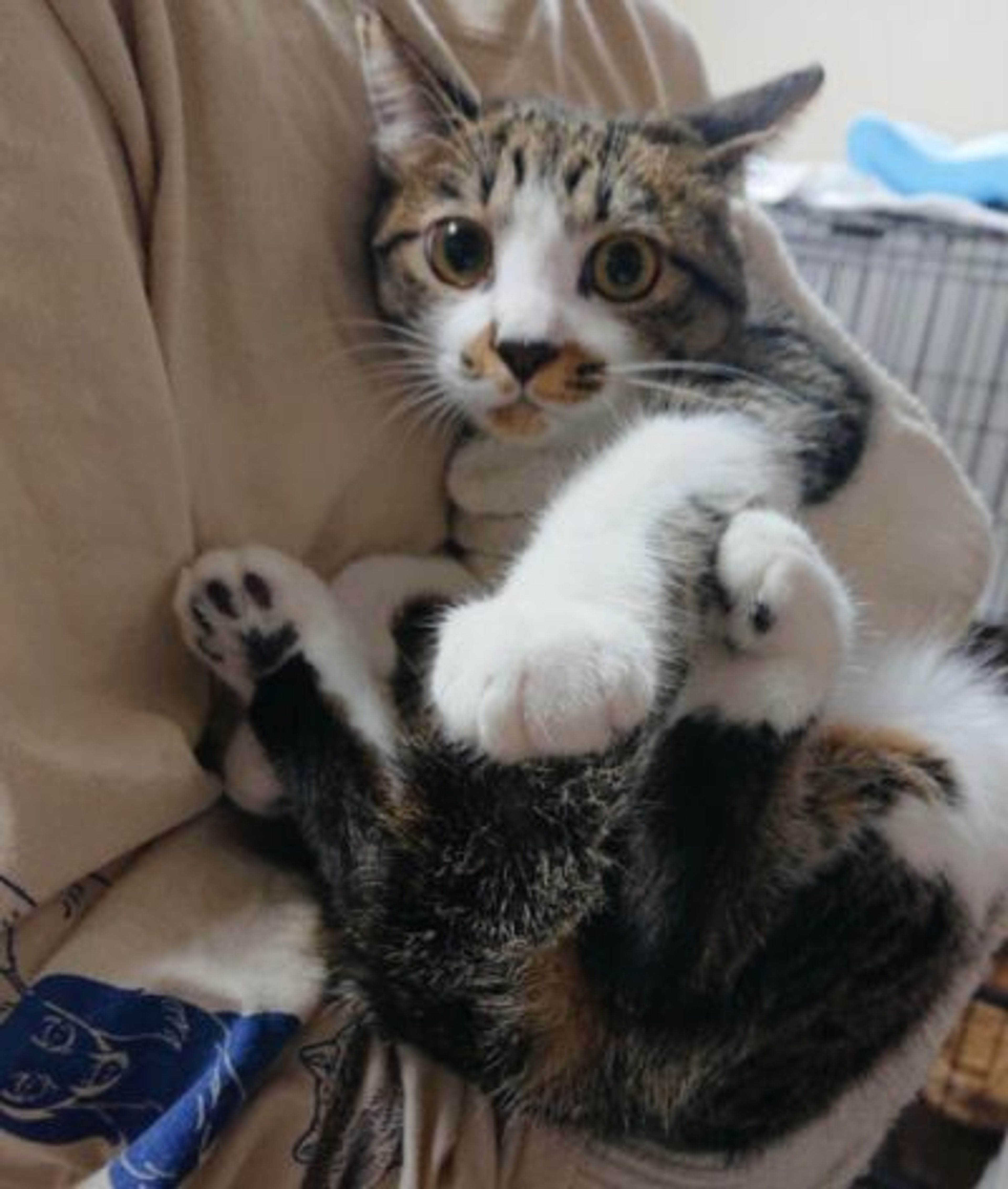 雑種（ミックス猫）・オスの里親募集の写真