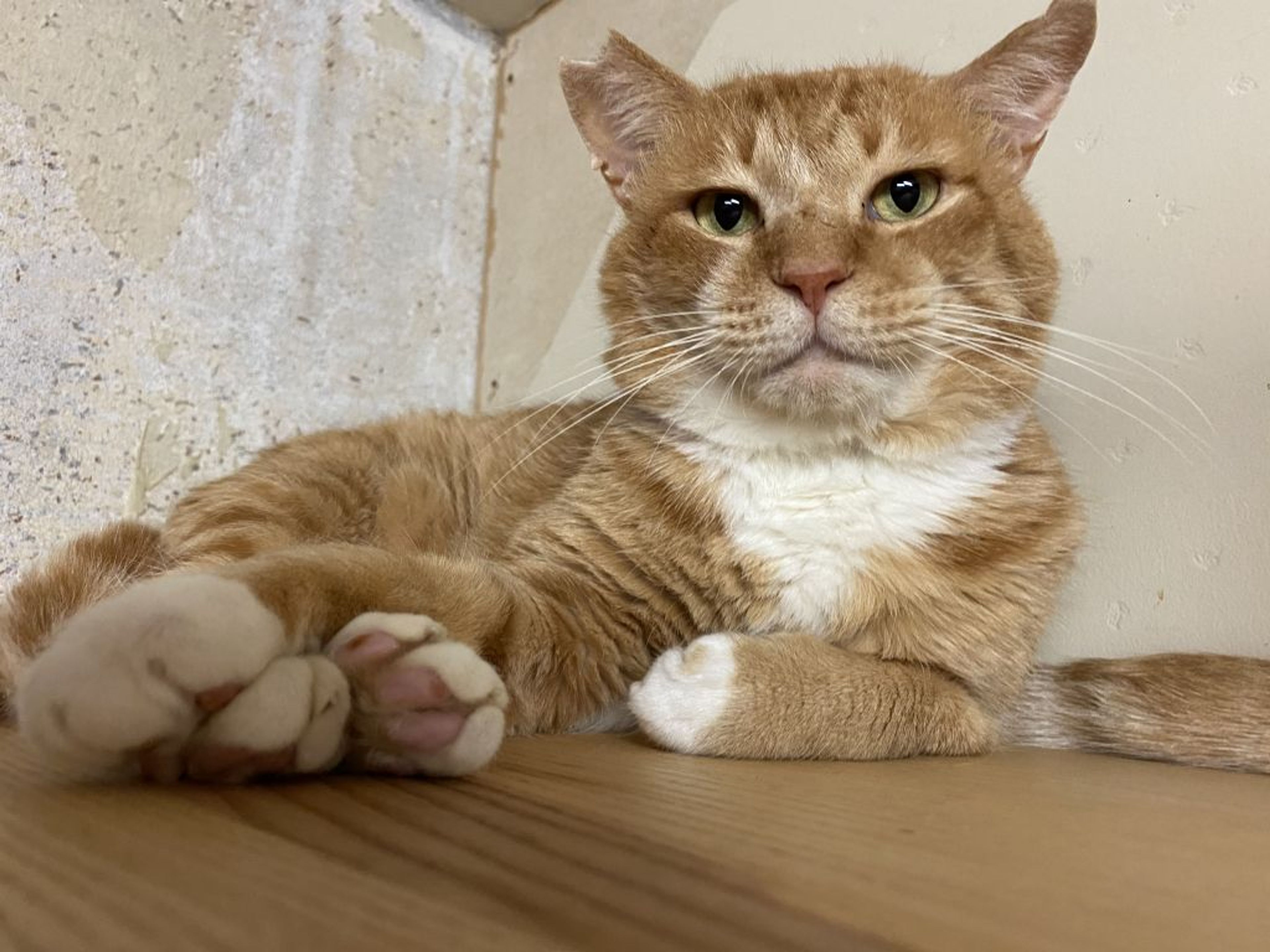 雑種（ミックス猫）・オスの里親募集の写真