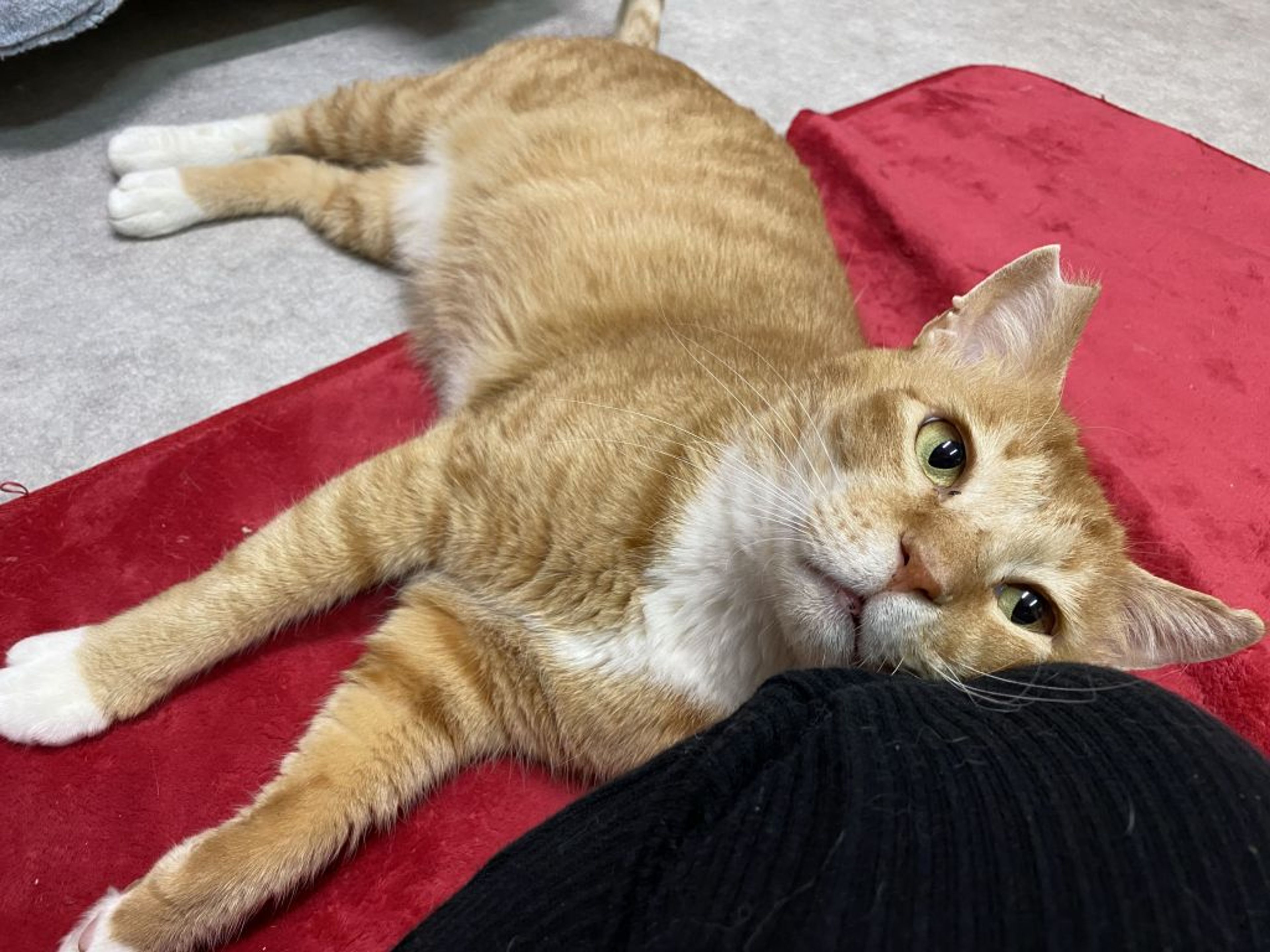 pet-image-2