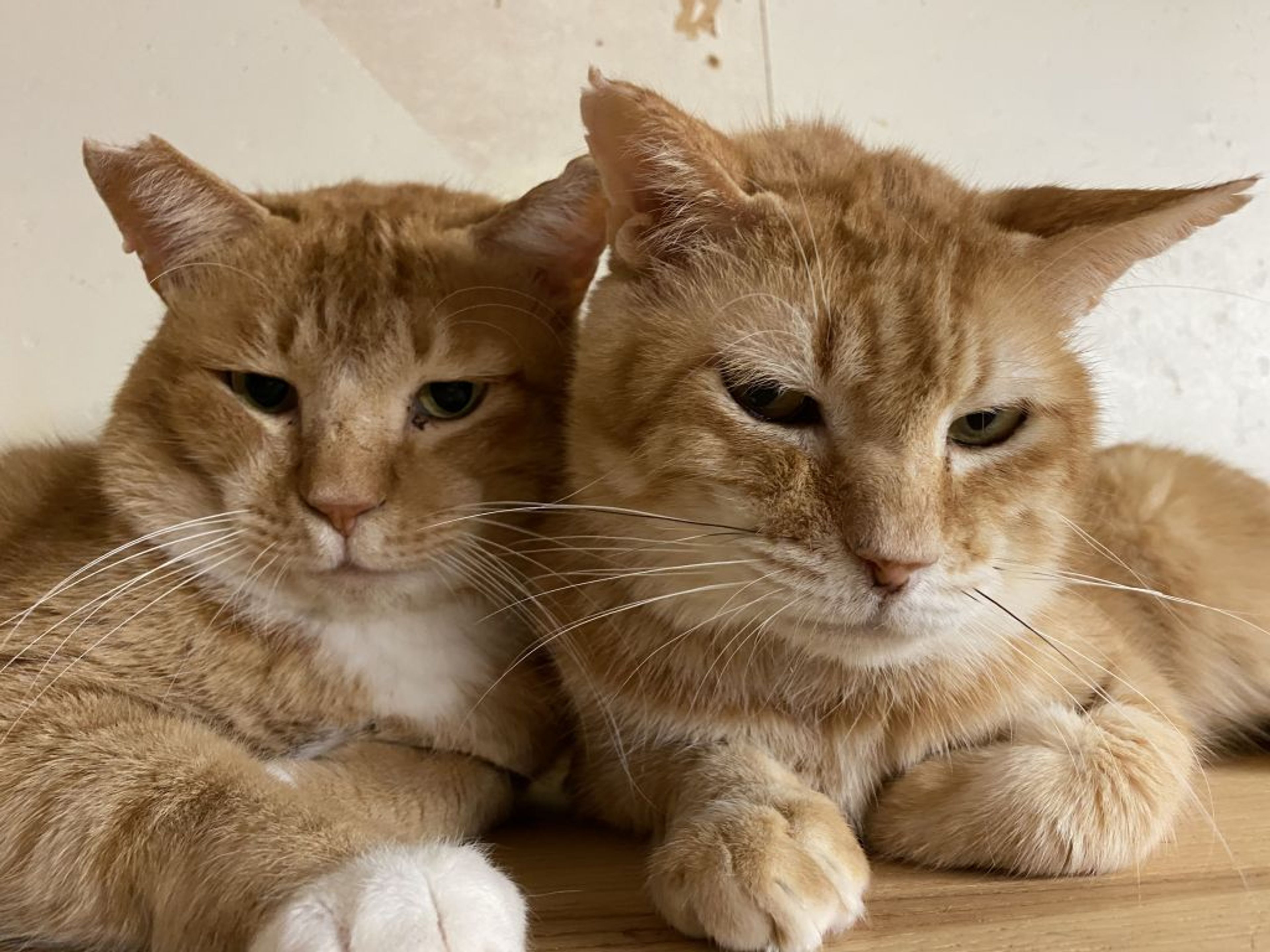 pet-image-3