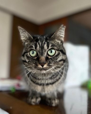 メメの写真