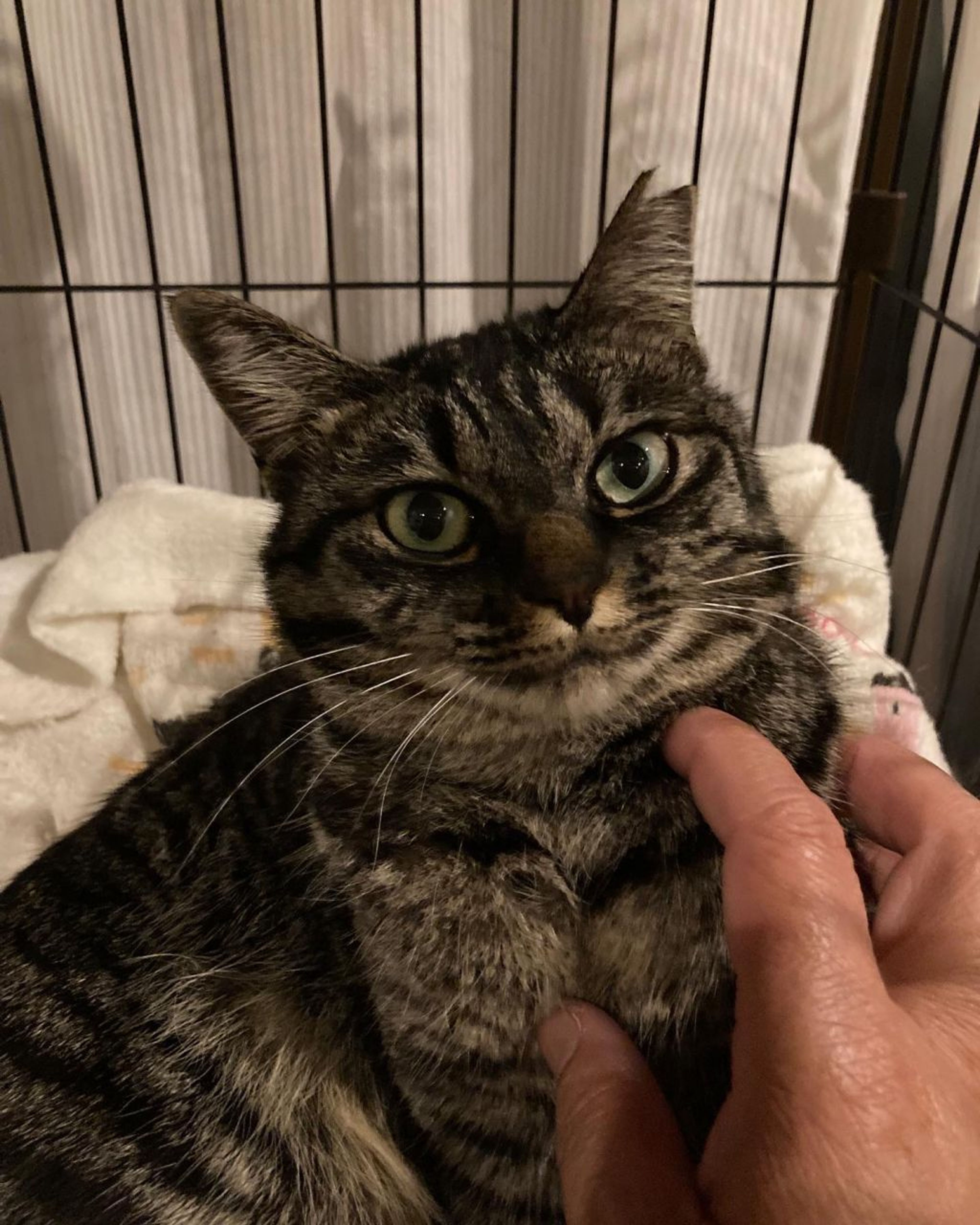 pet-image-4