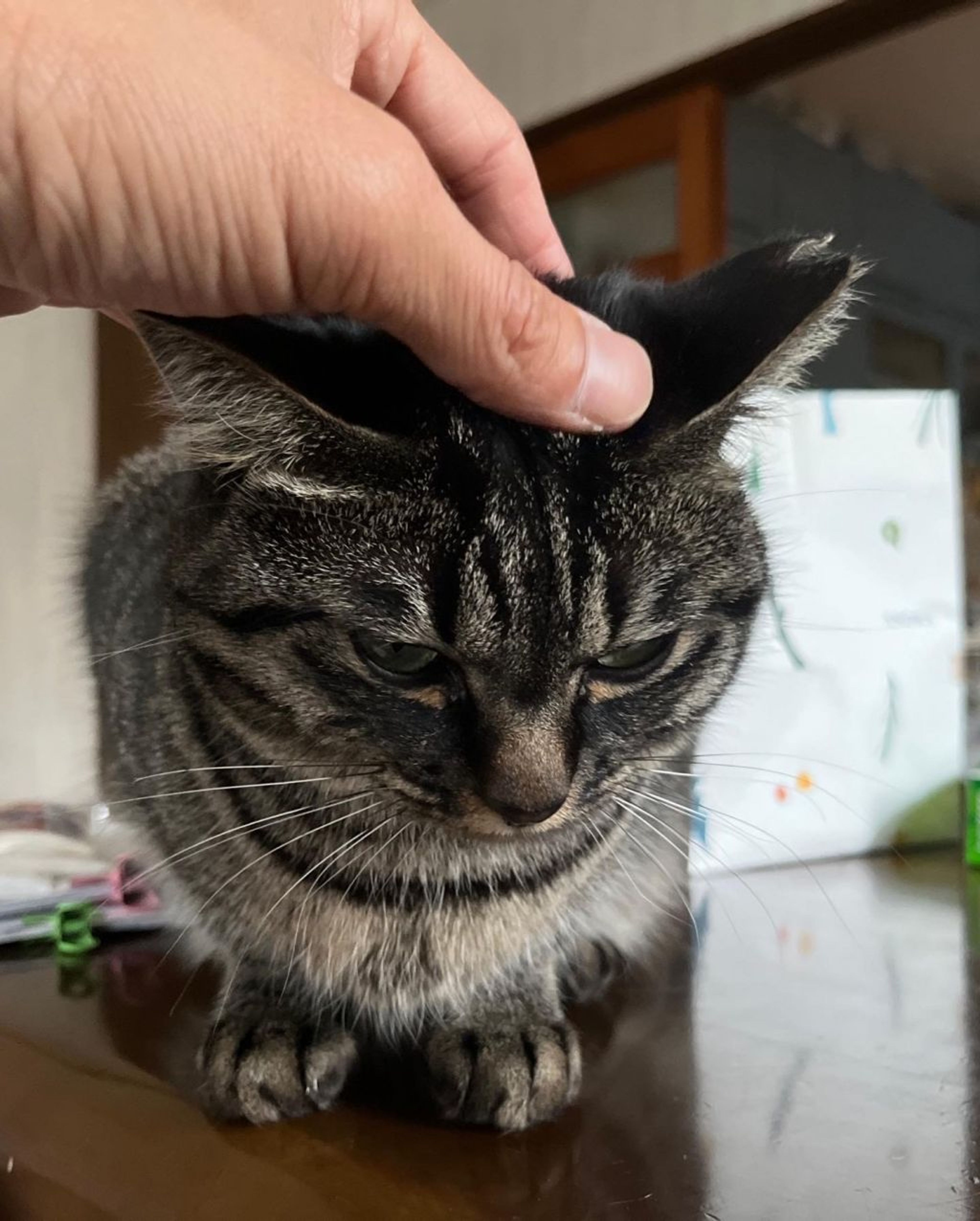pet-image-6