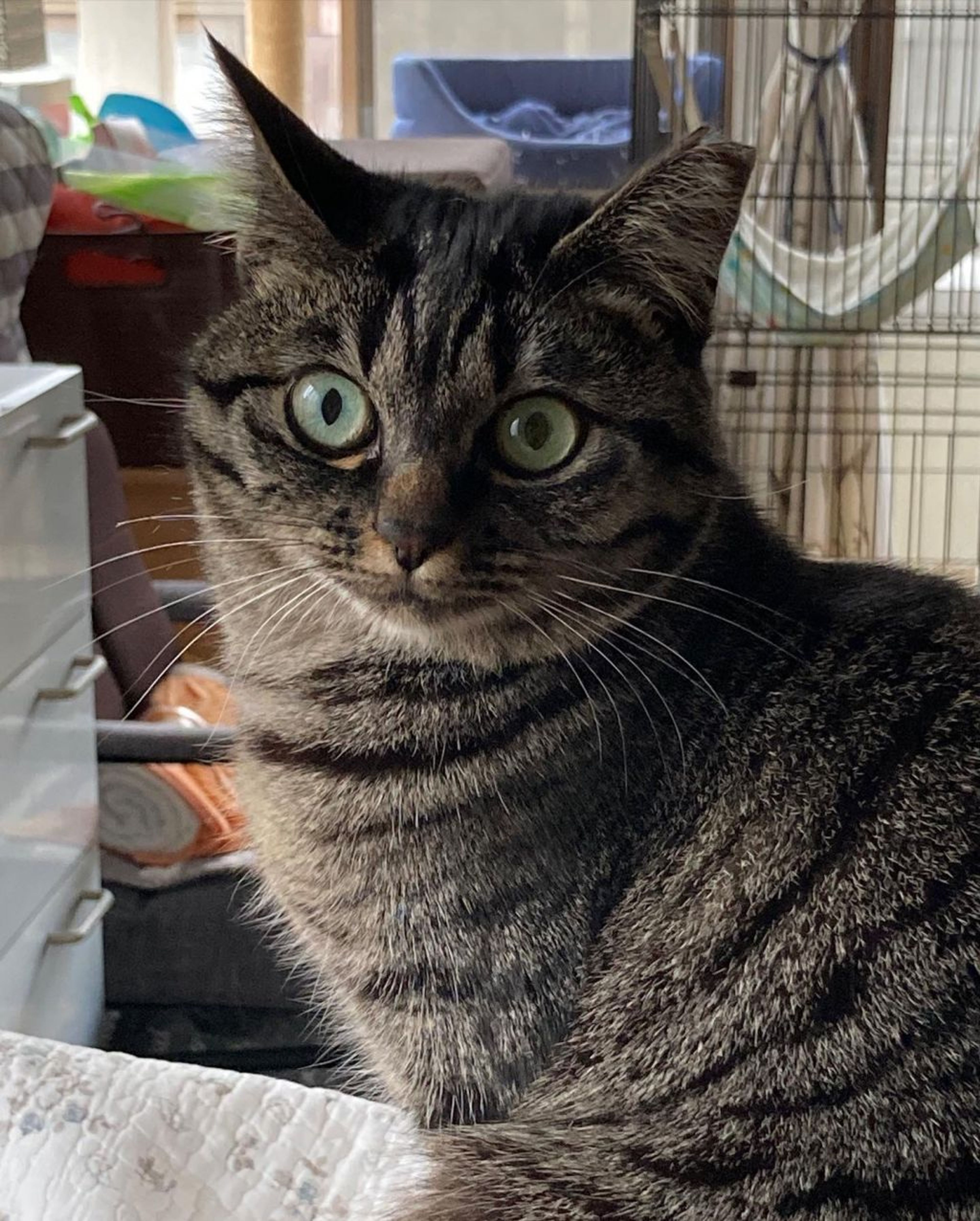 pet-image-2