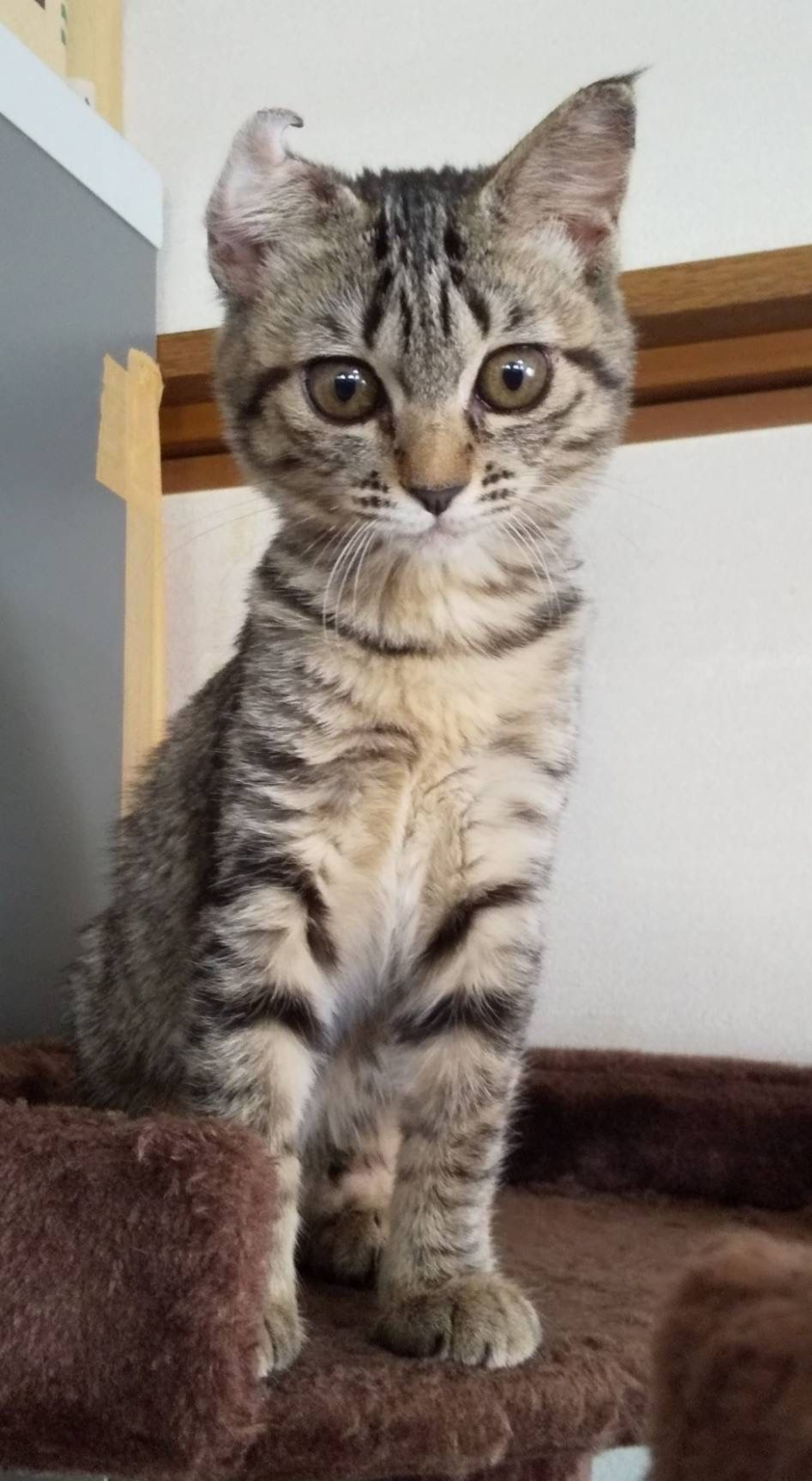 雑種（ミックス猫）・メスの里親募集の写真