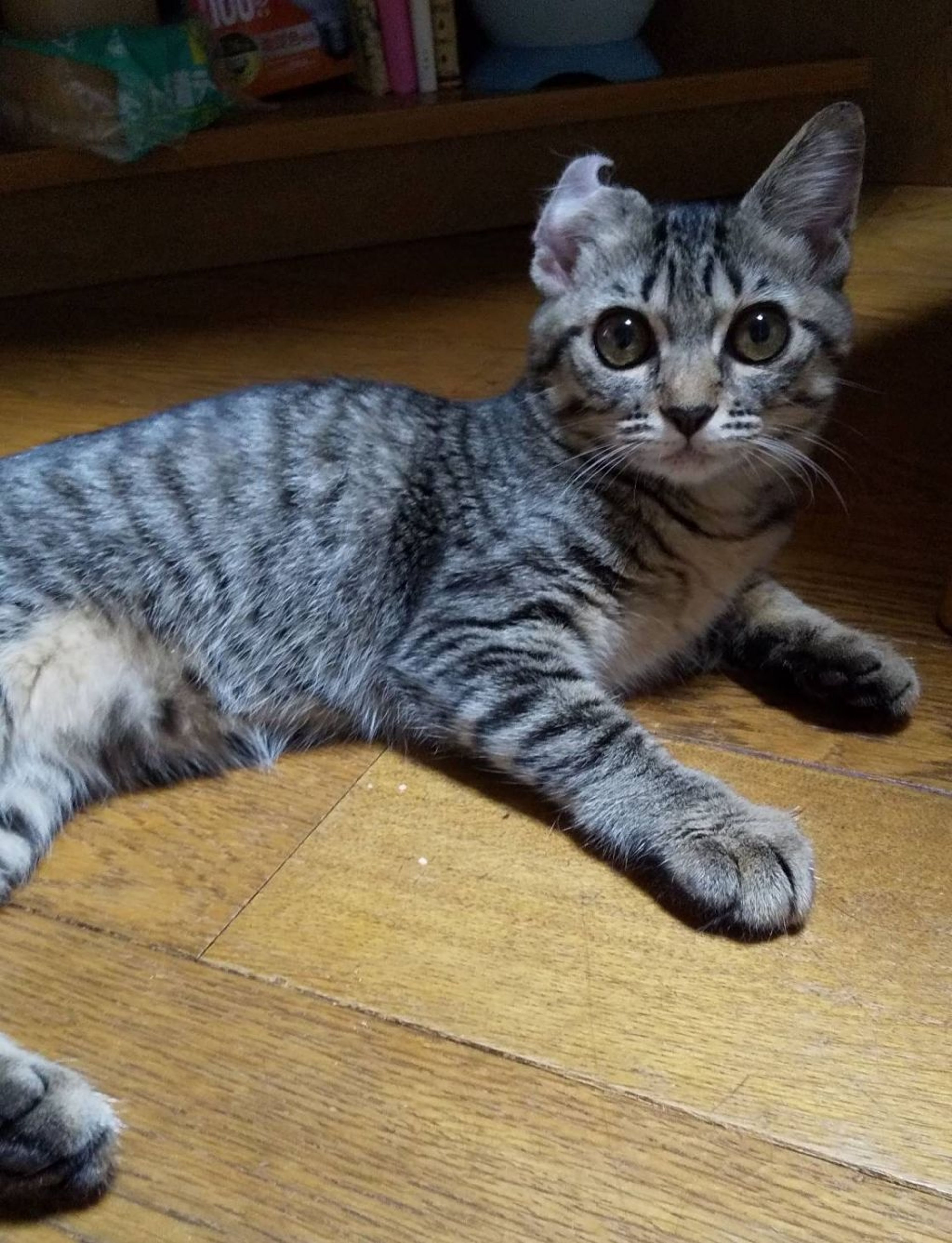 pet-image-2