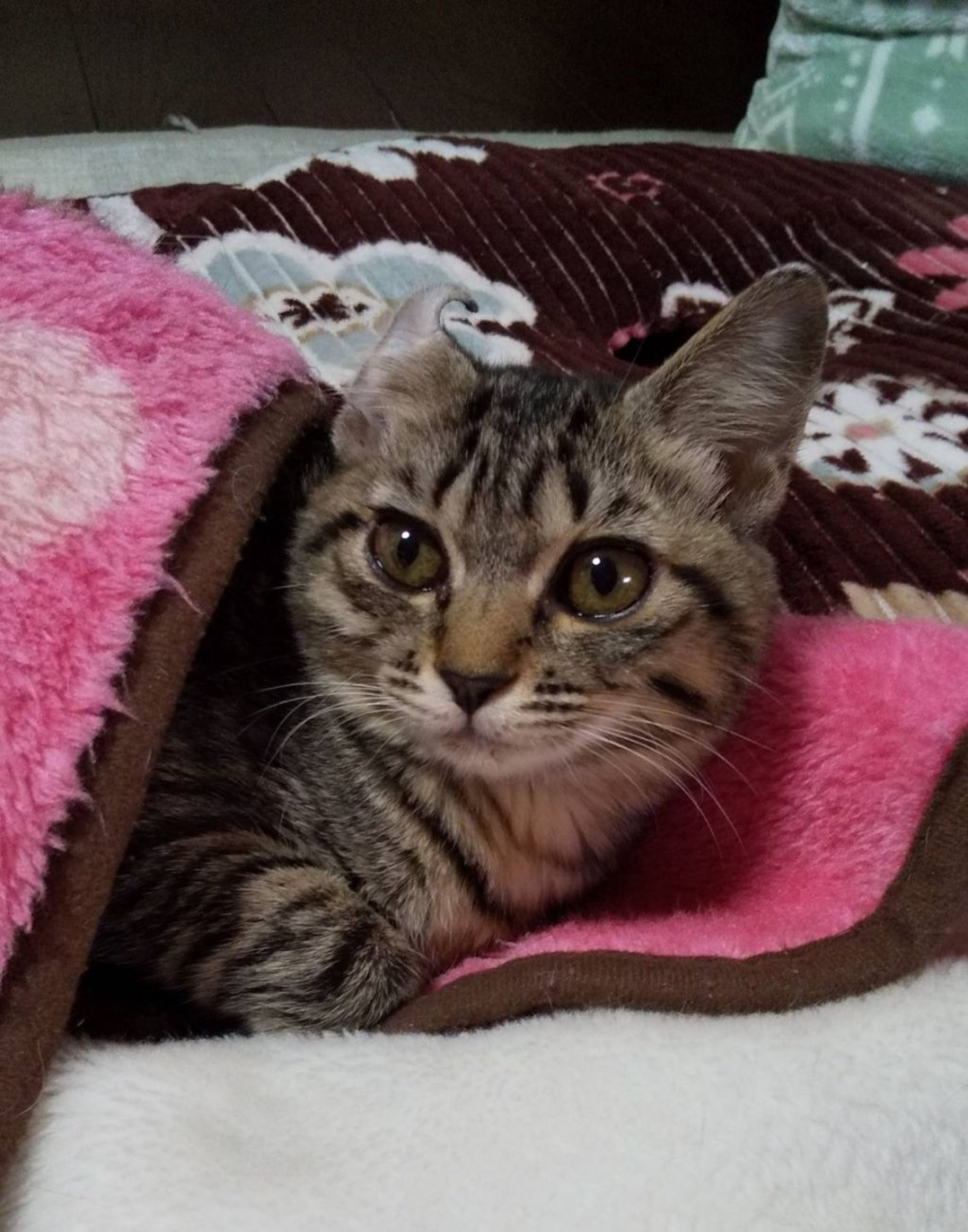 pet-image-6