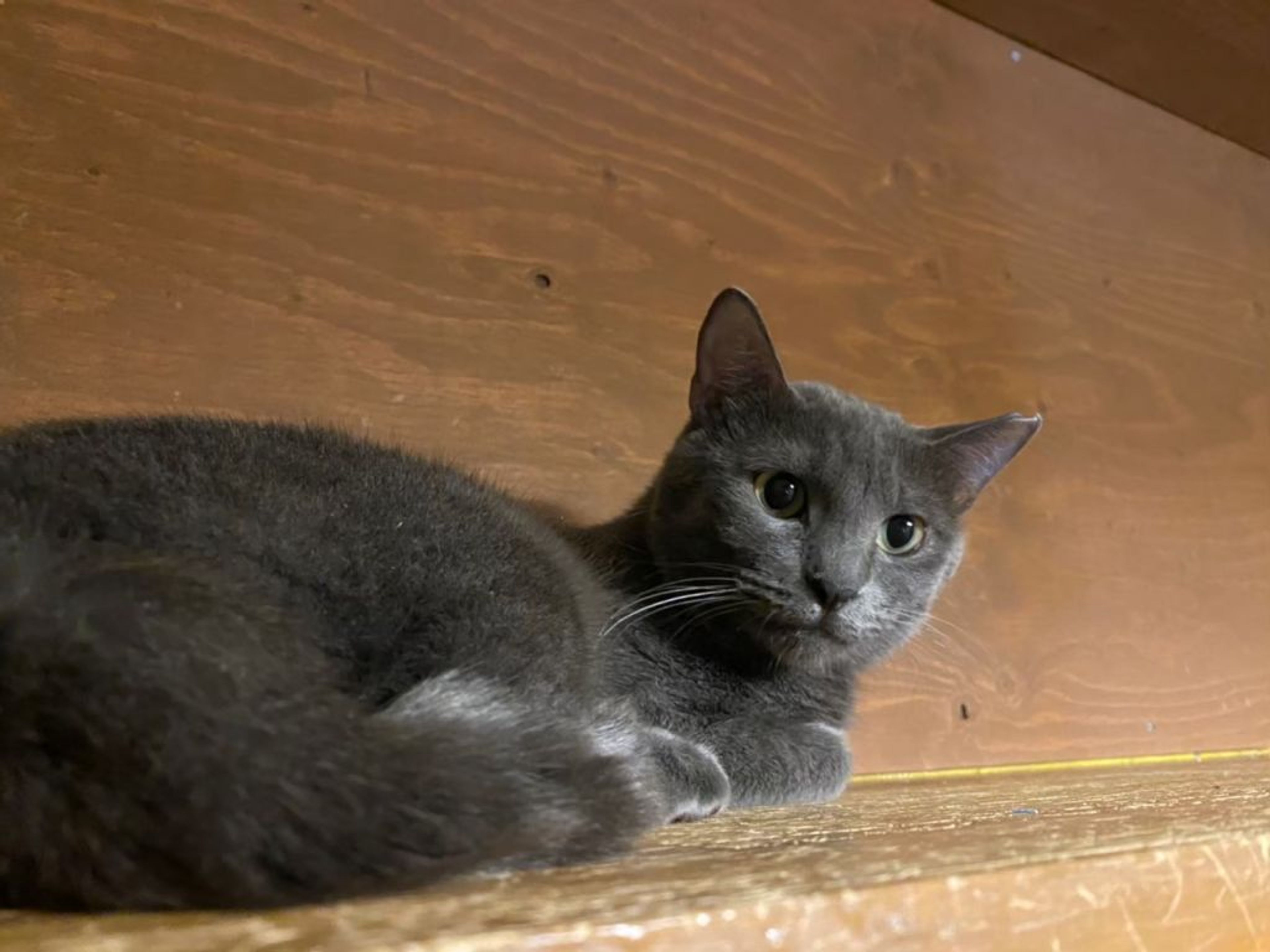 pet-image-2