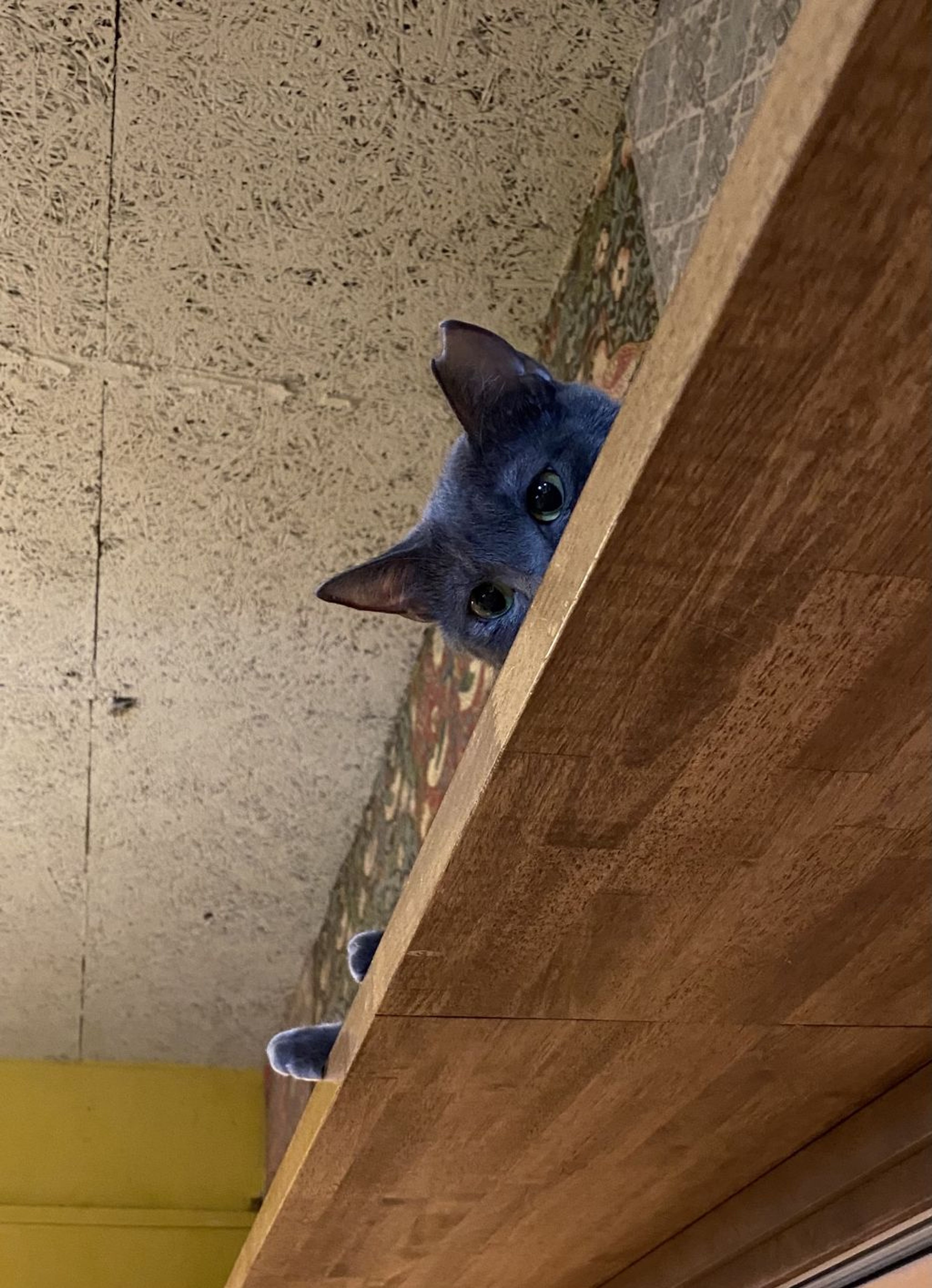 pet-image-3