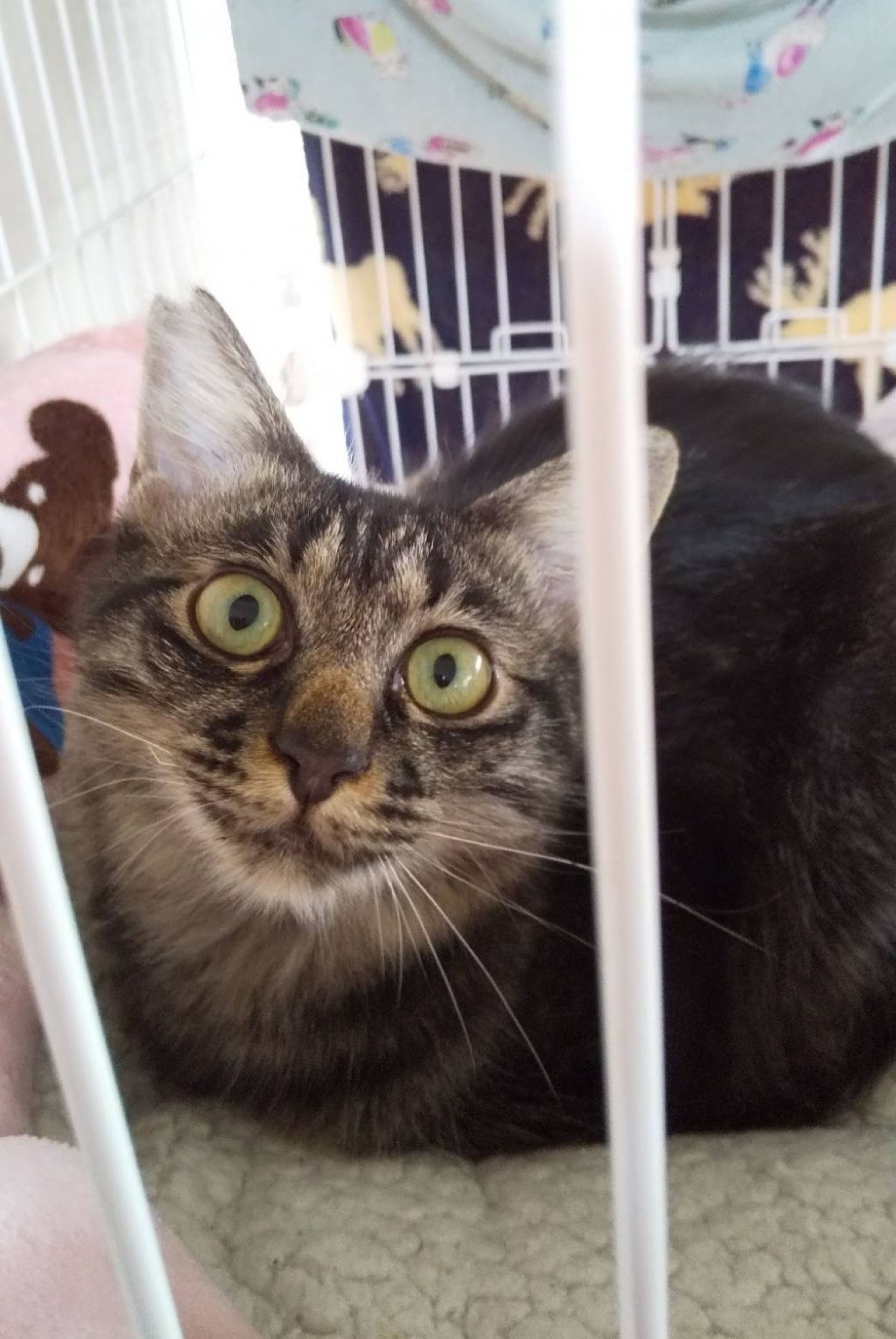 雑種（ミックス猫）・メスの里親募集の写真