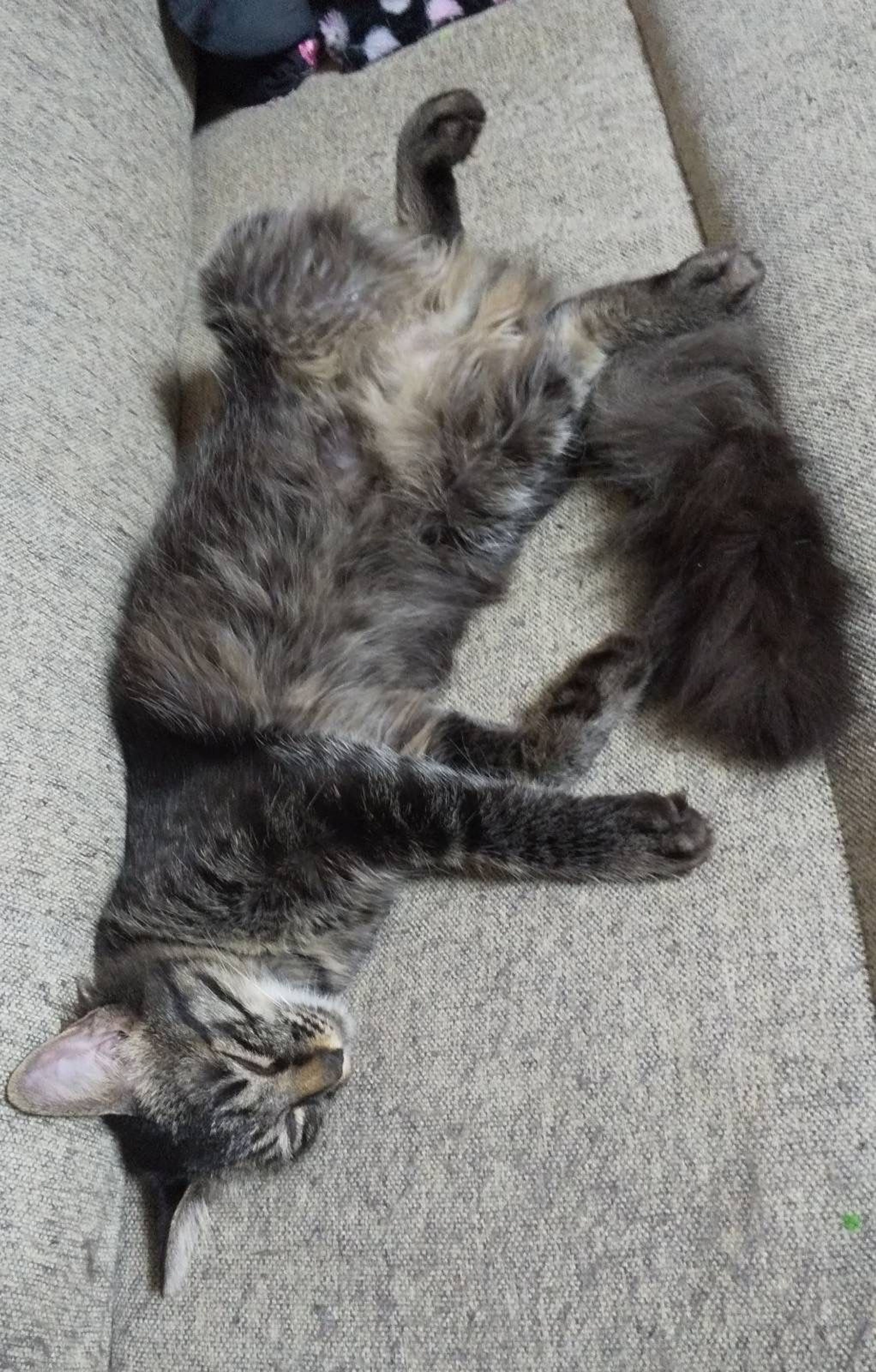 pet-image-7