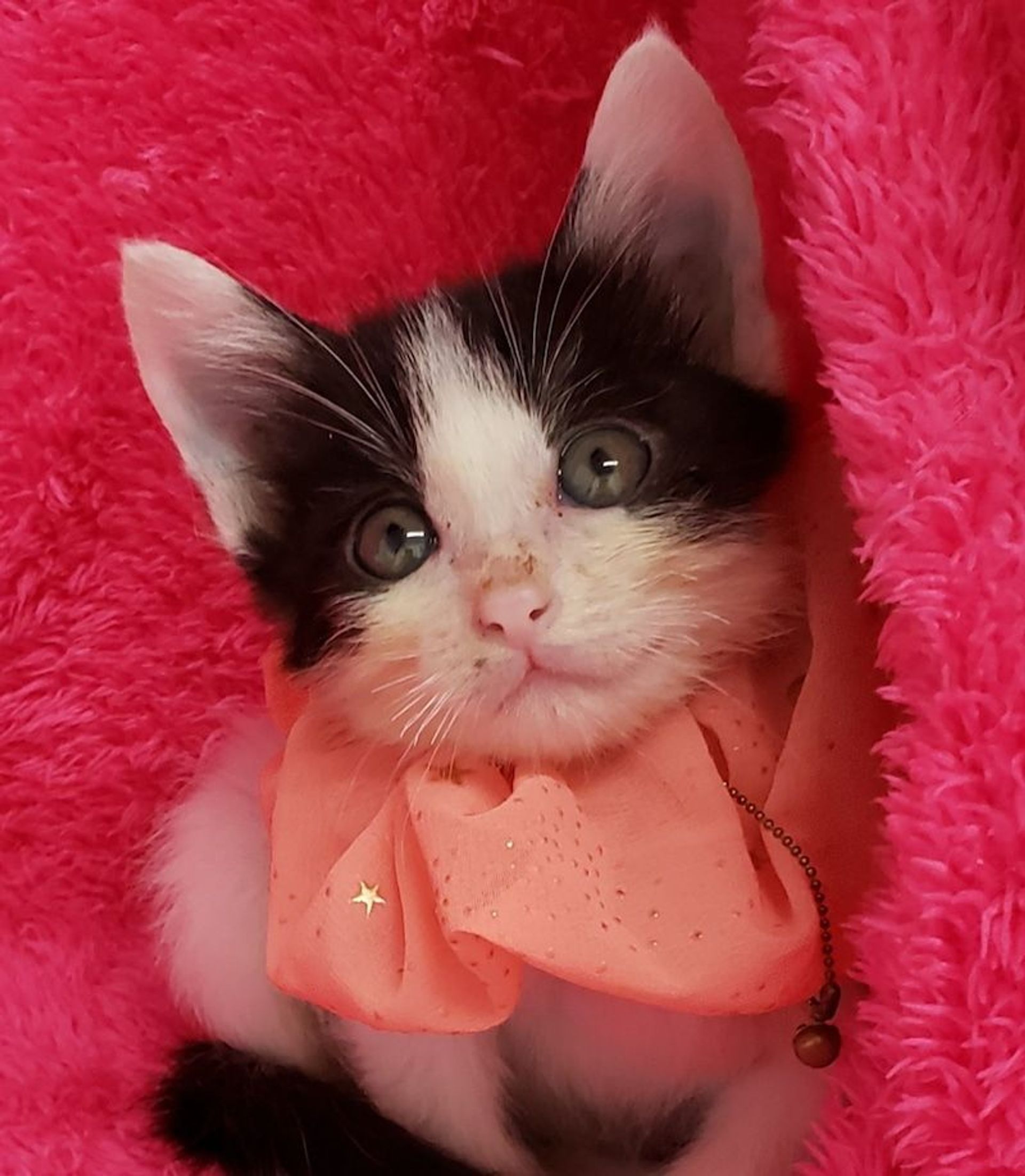 雑種（ミックス猫）・メスの里親募集の写真