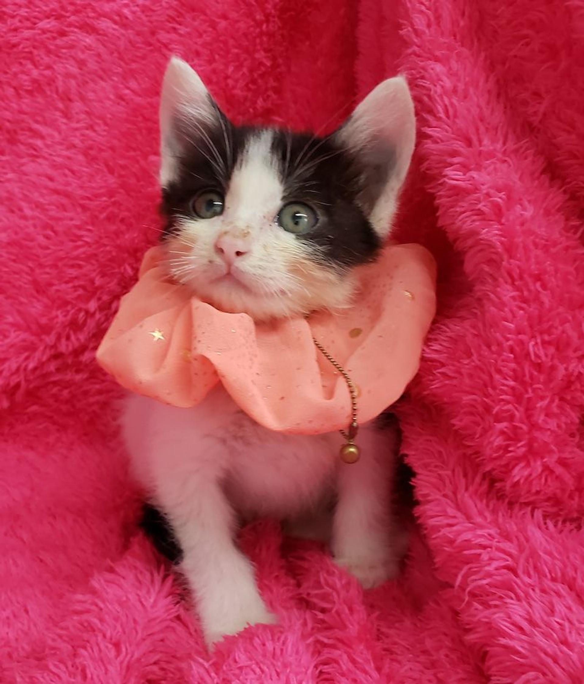 pet-image-3