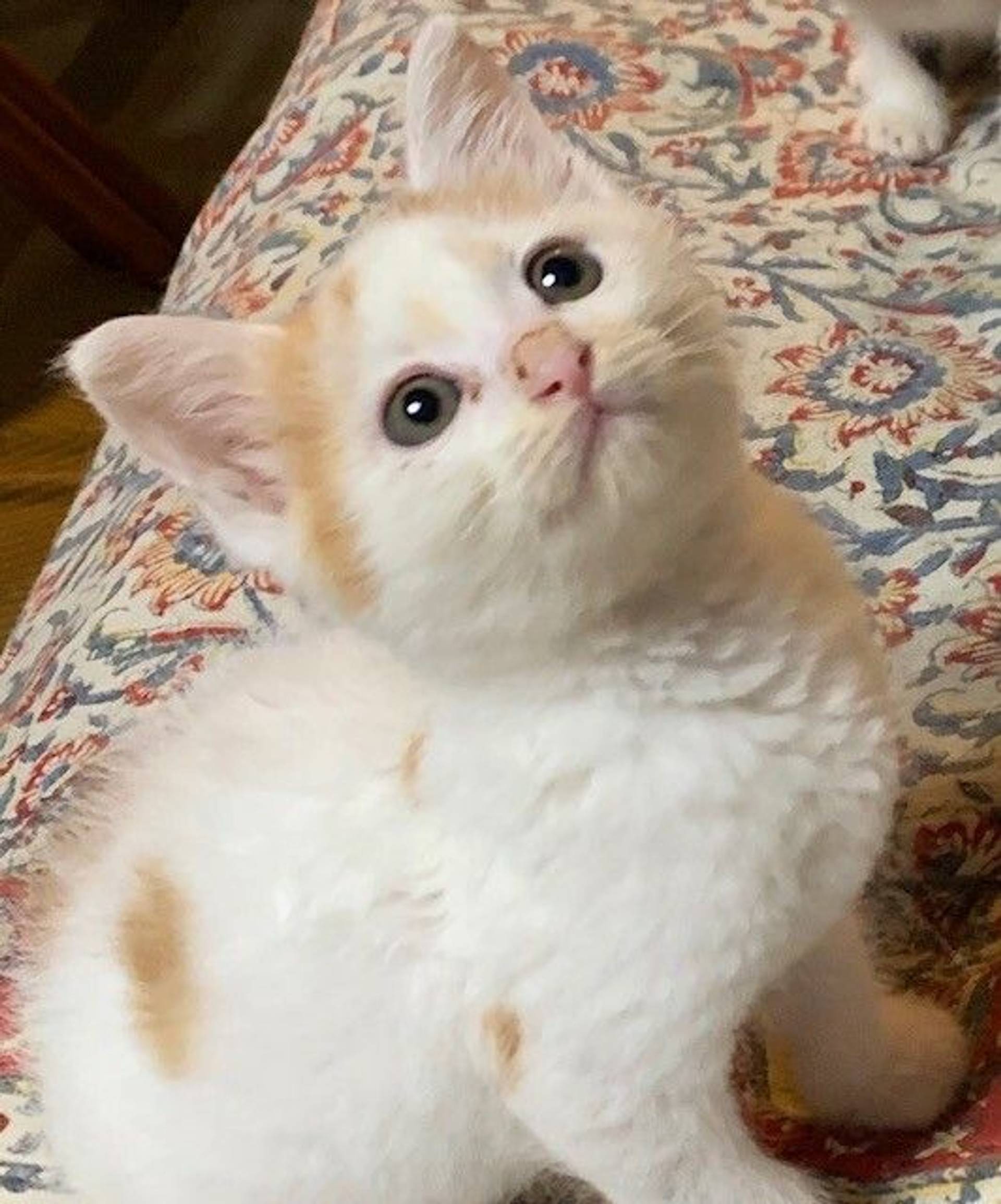 雑種（ミックス猫）・オスの里親募集の写真