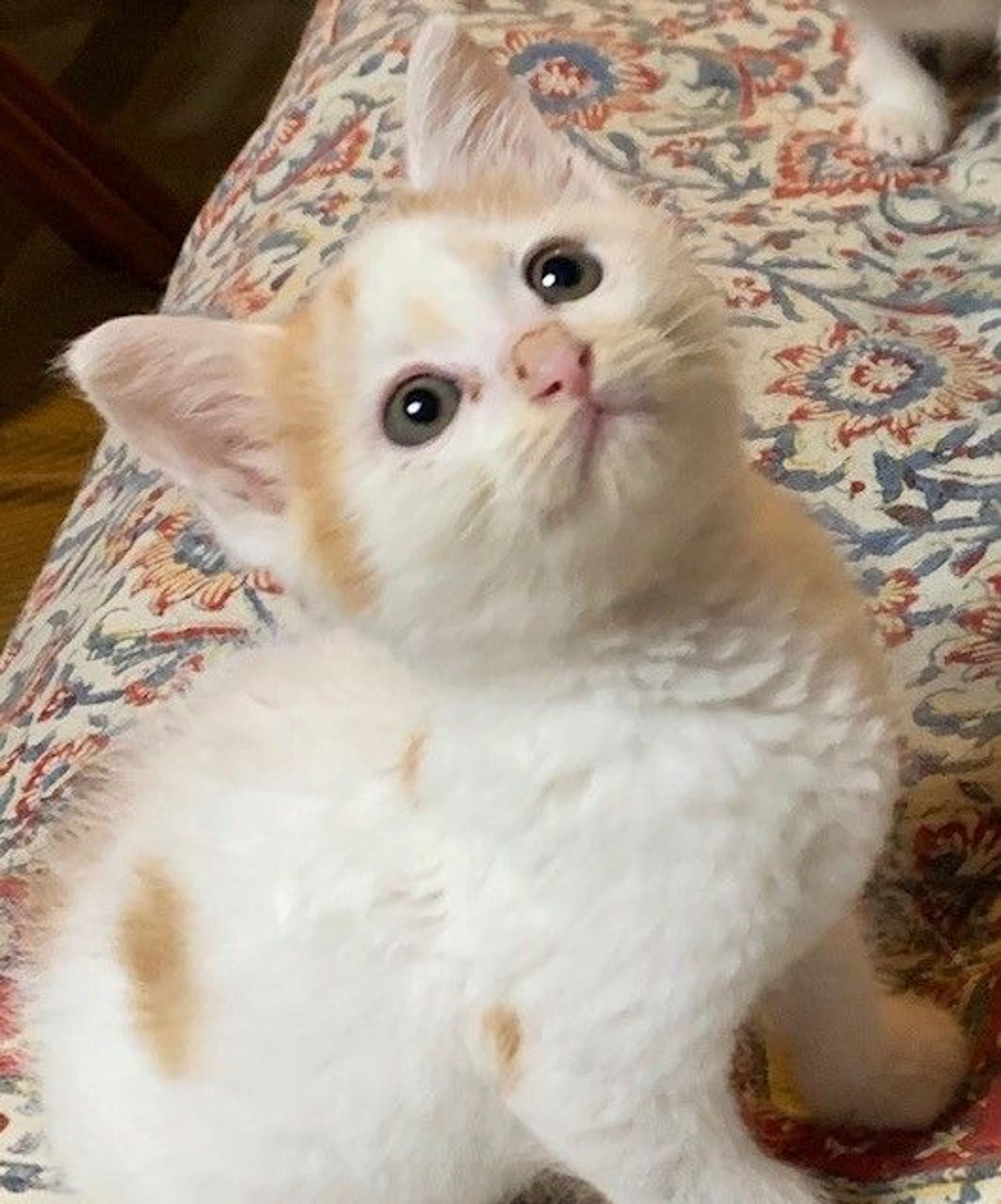 雑種（ミックス猫）・オスの里親募集の写真