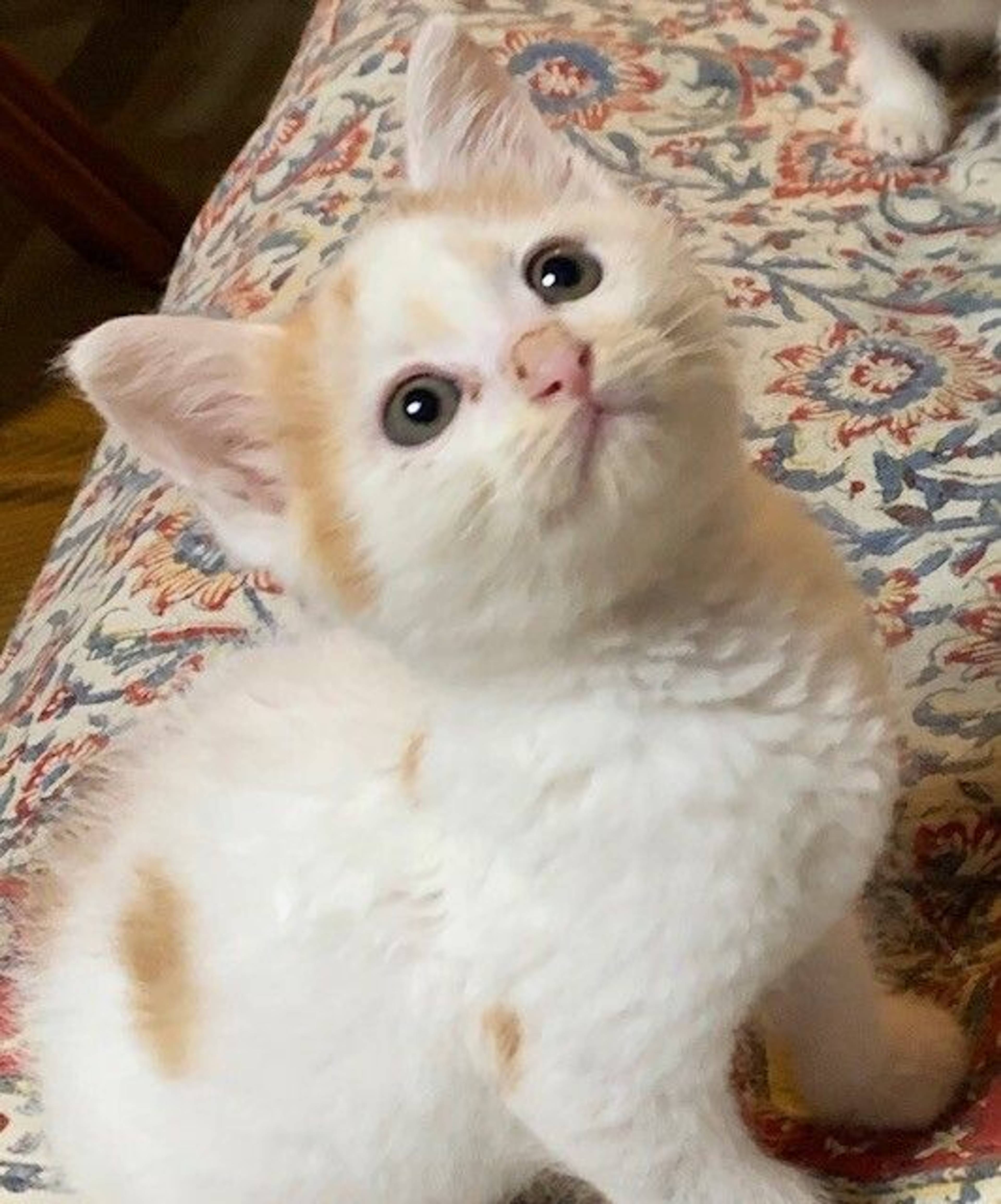 雑種（ミックス猫）・オスの里親募集の写真
