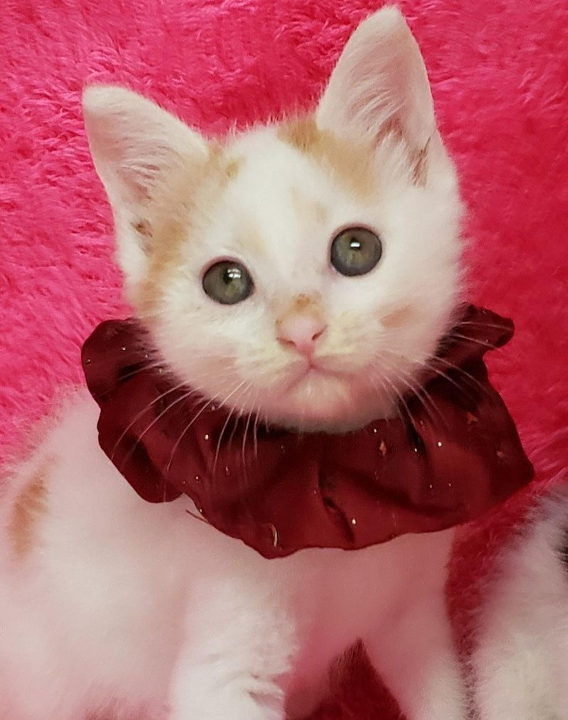 pet-image-3