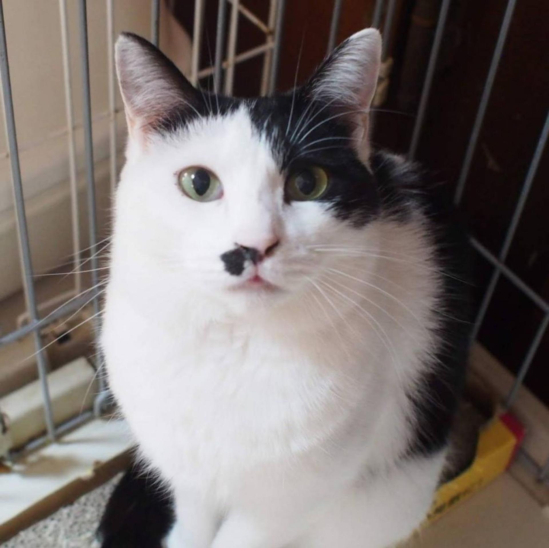 pet-image-4