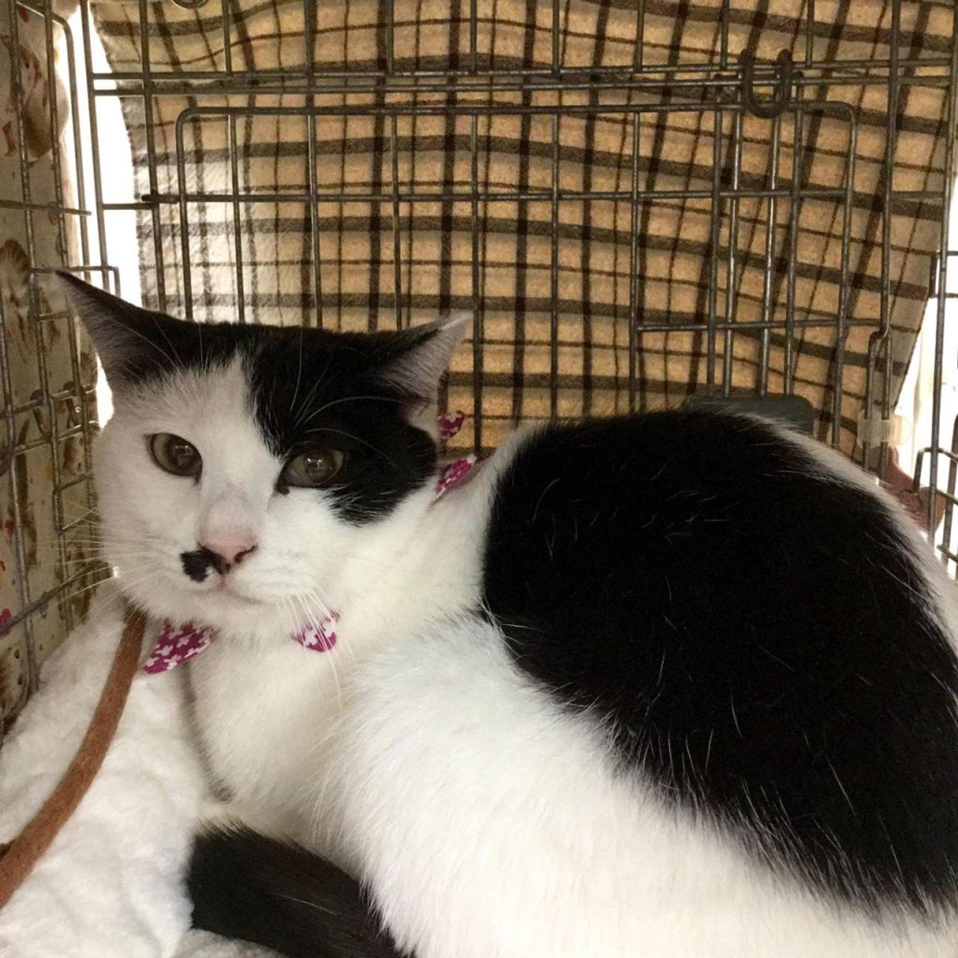 pet-image-6